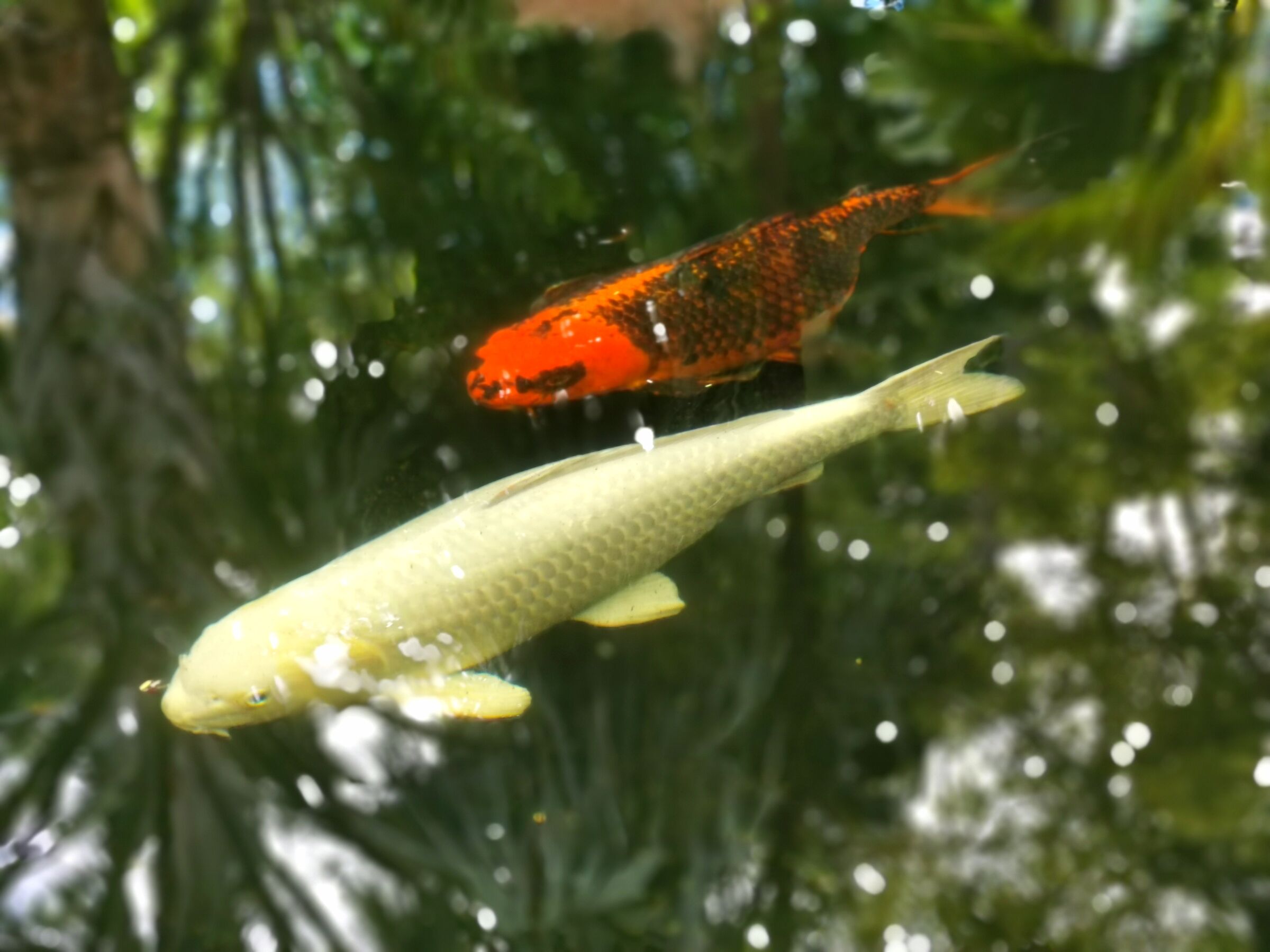 Carpe koi in giardino