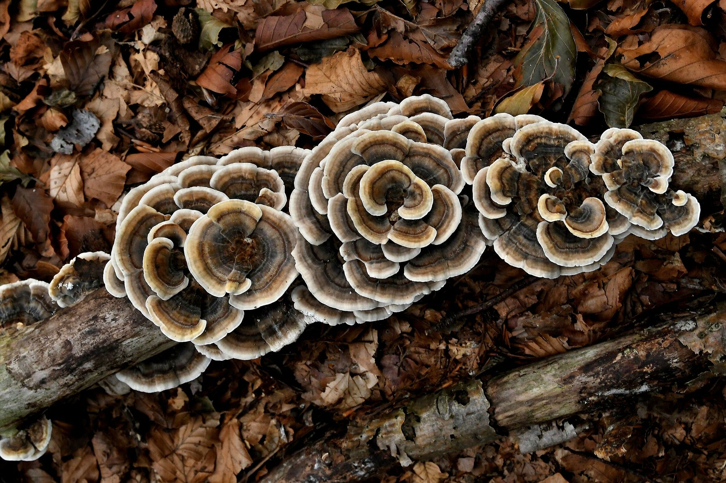 Trametes versicolor