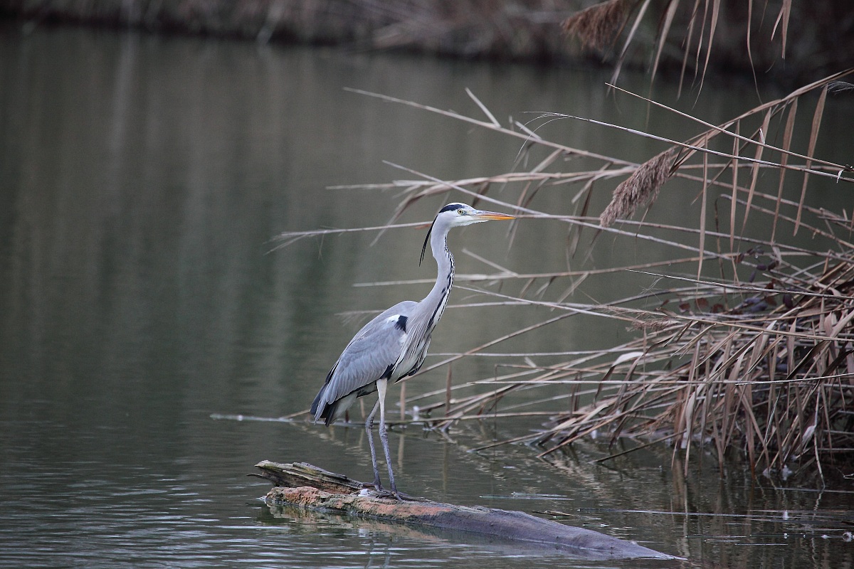 heron