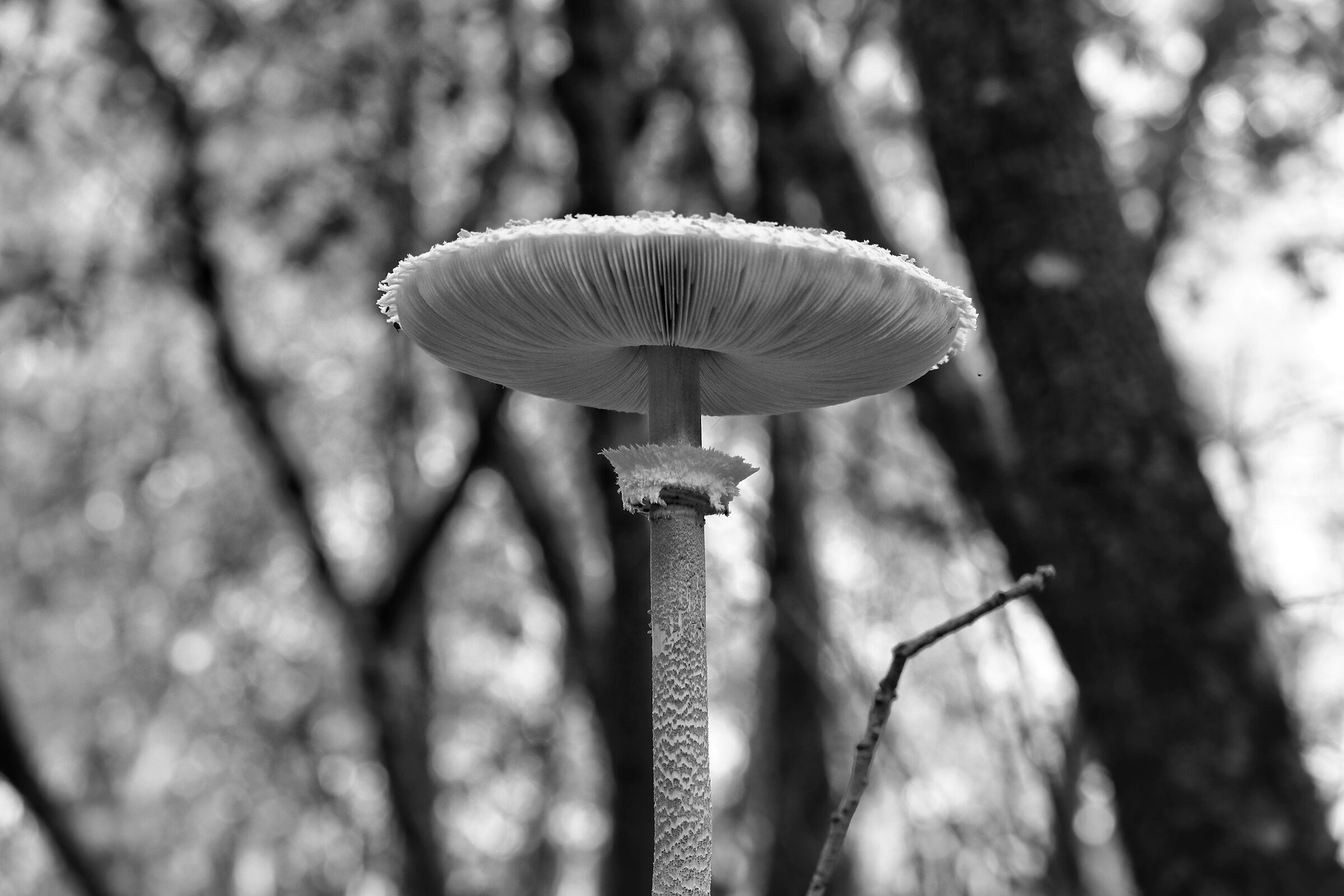 Walking through the woods....