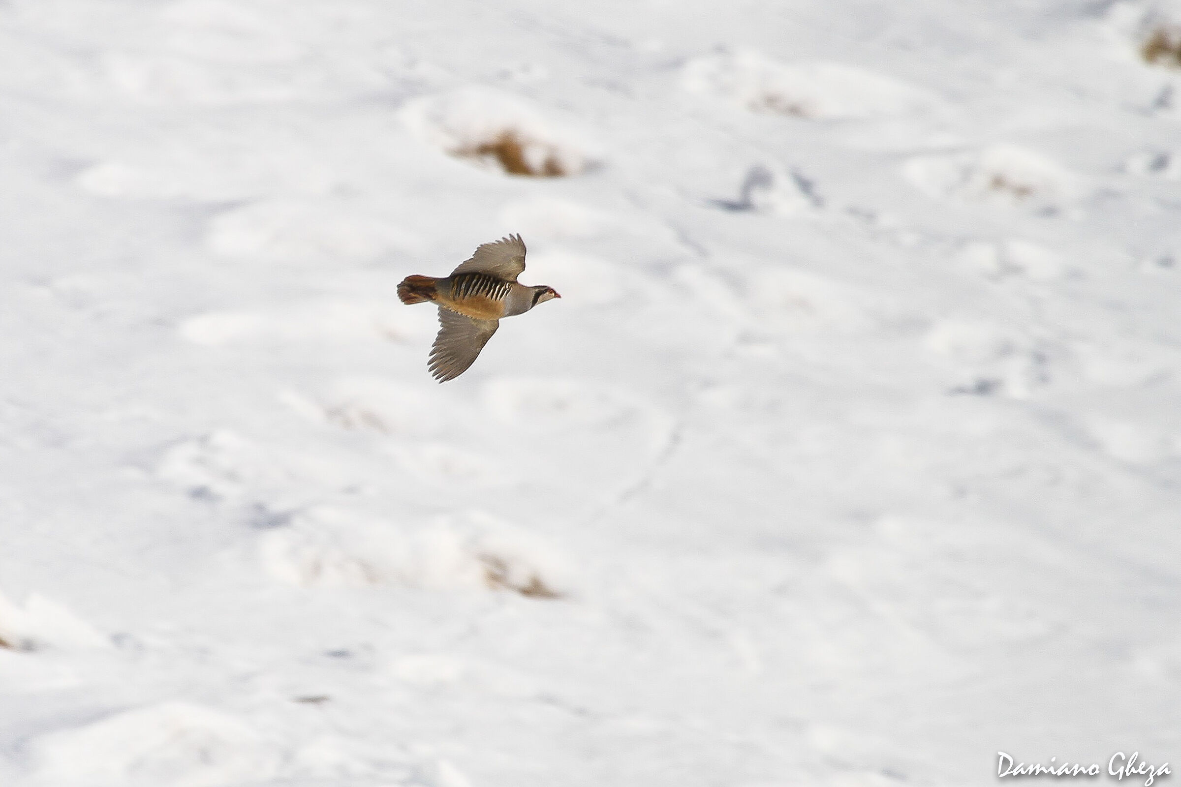 come un missile lei...la coturnice!