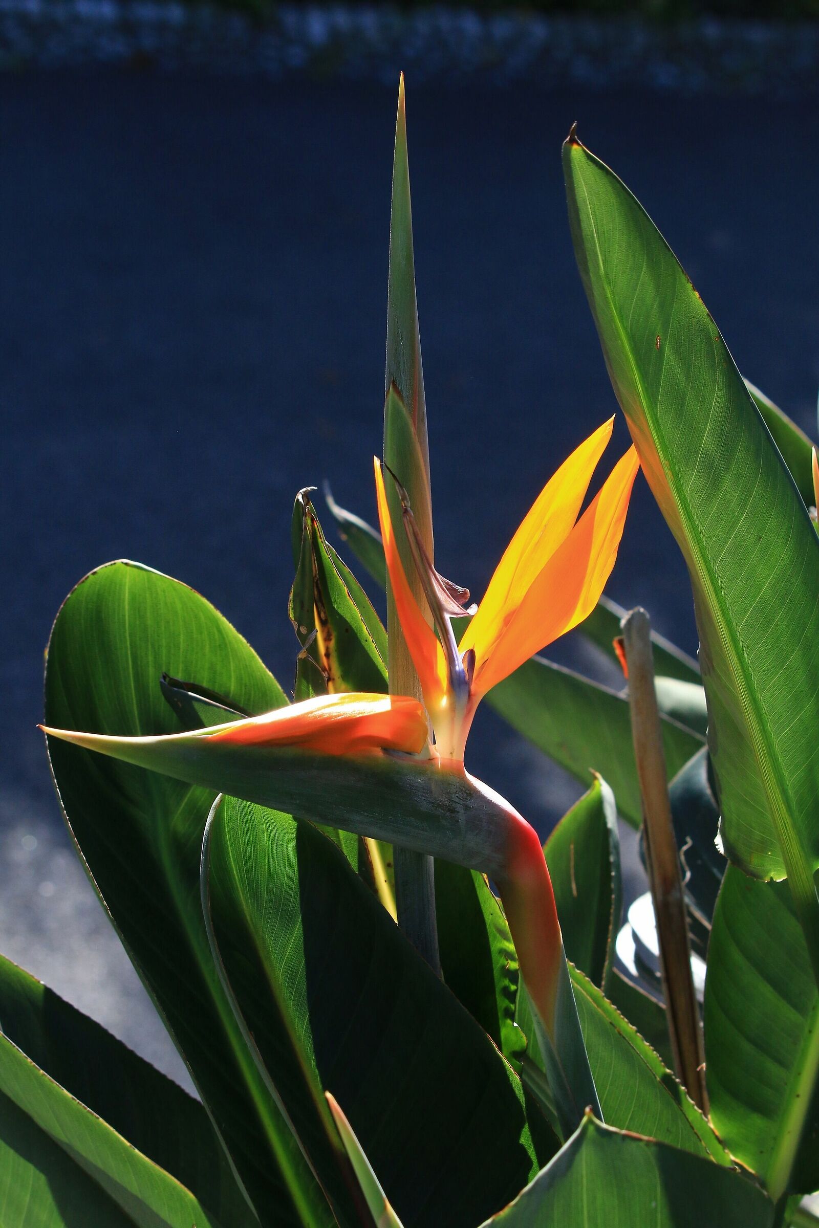 Strelitzia reginae (Uccello del paradiso)