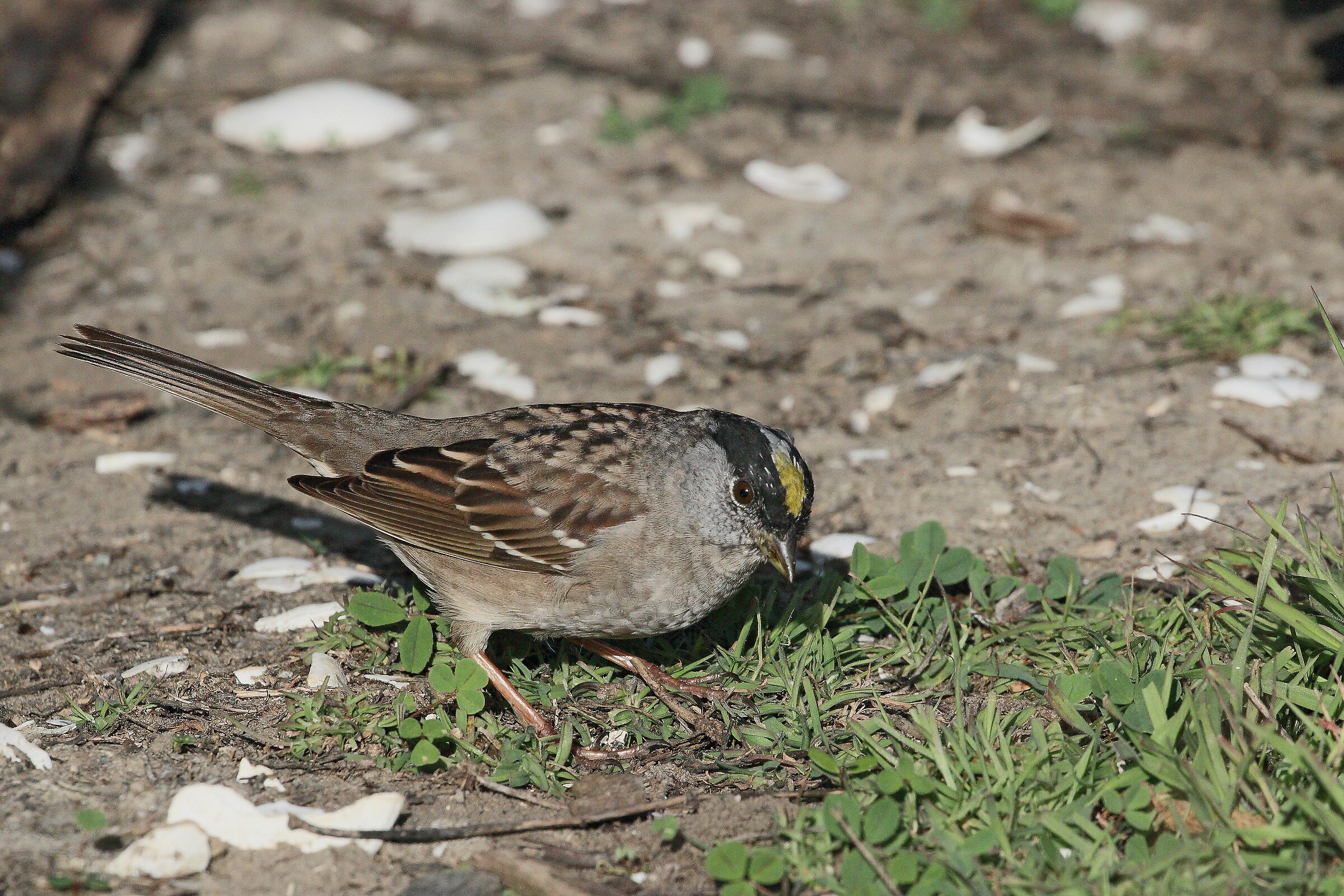 Passero Corona Dorata