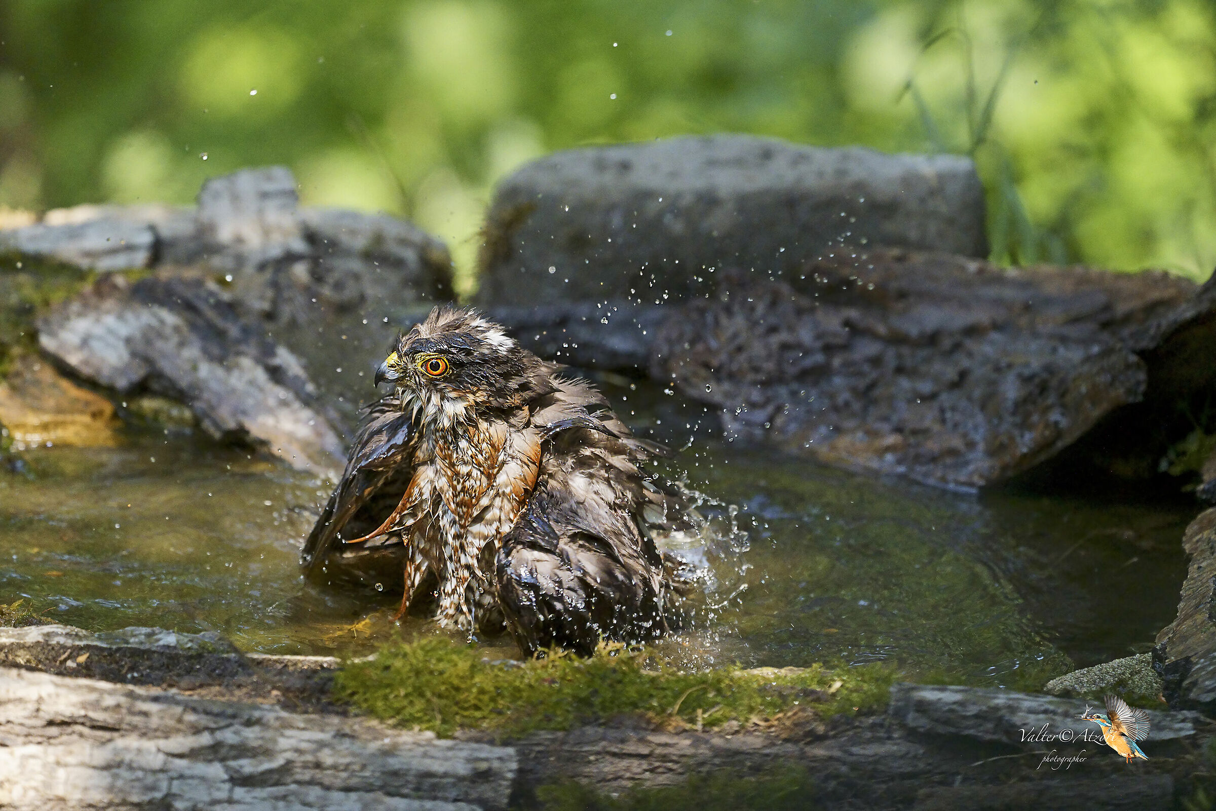 Sparviere al bagno