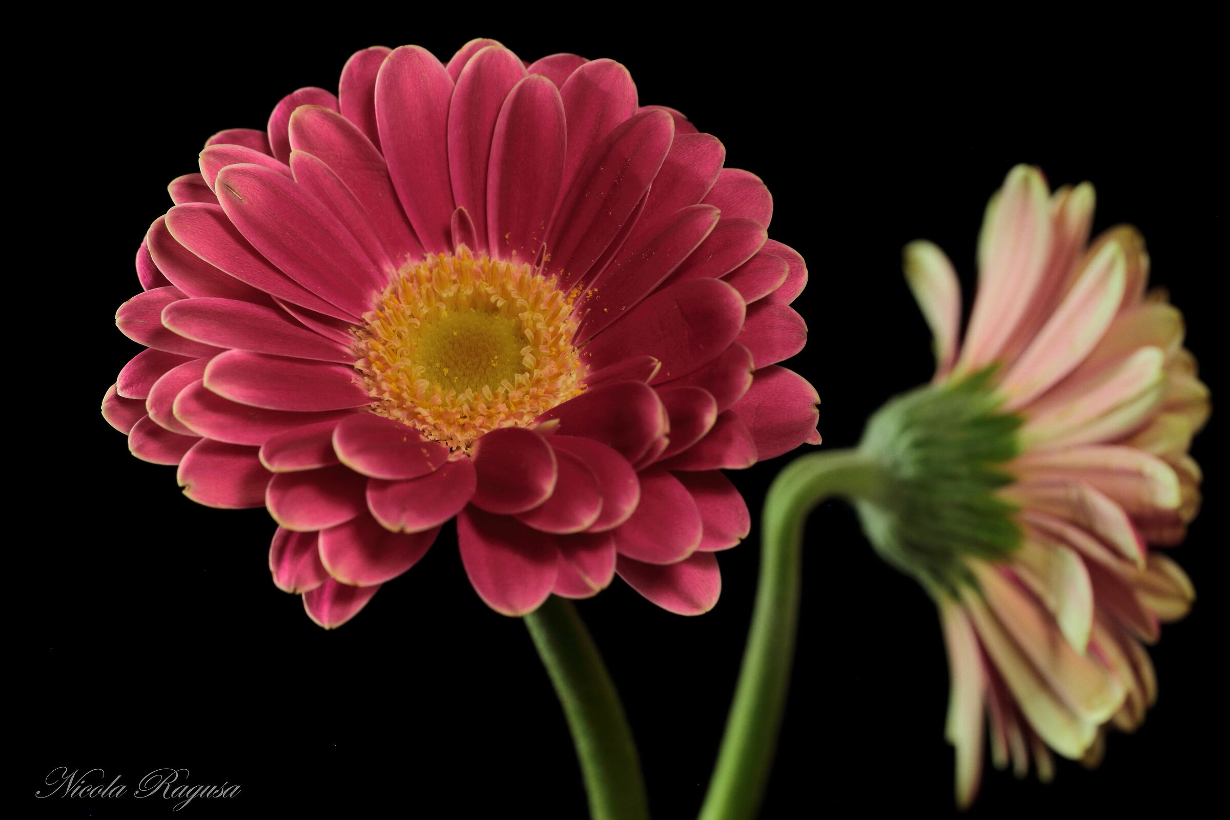 Gerbera rosa