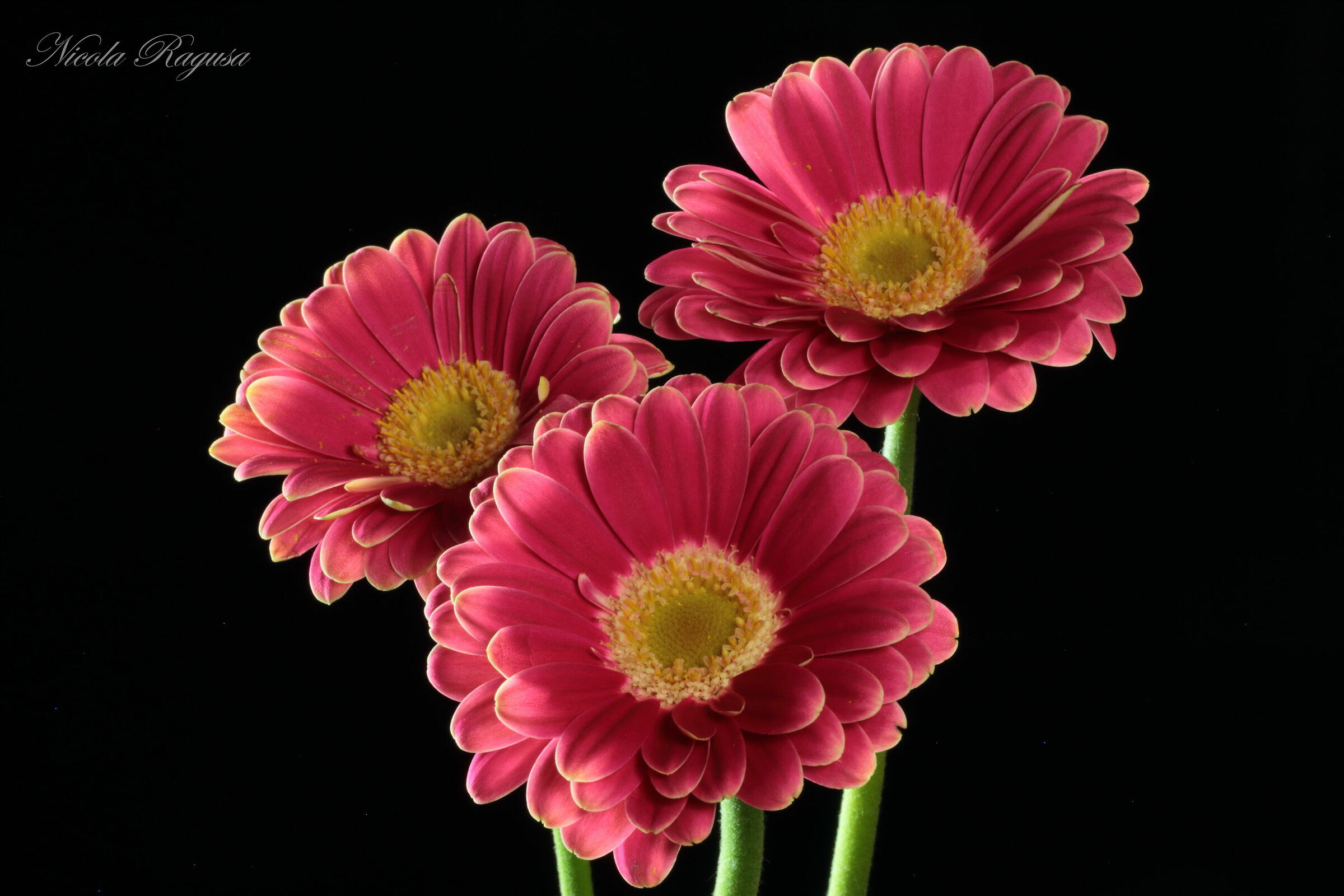 Gerbera rosa.2