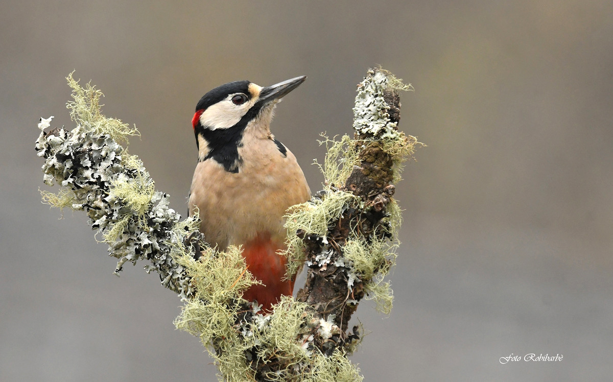 Major red woodpecker....