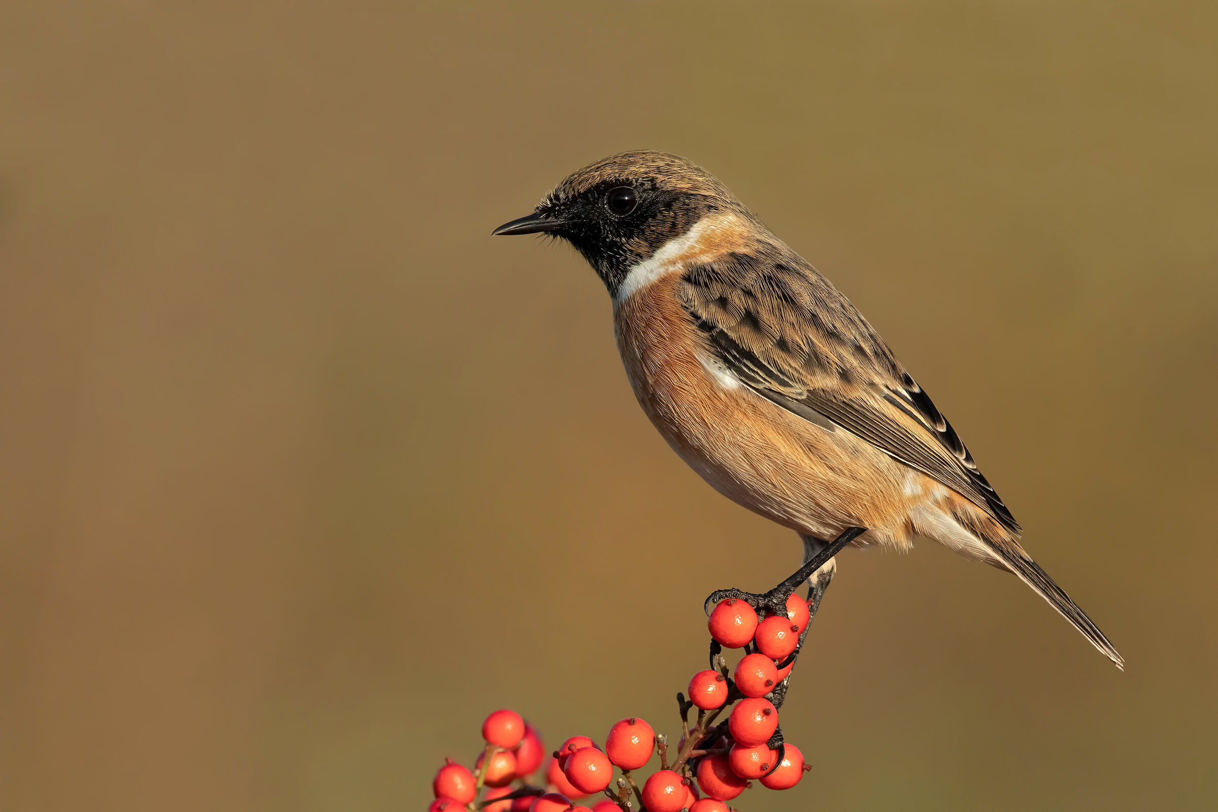 Saltimpalo - European Stonechat