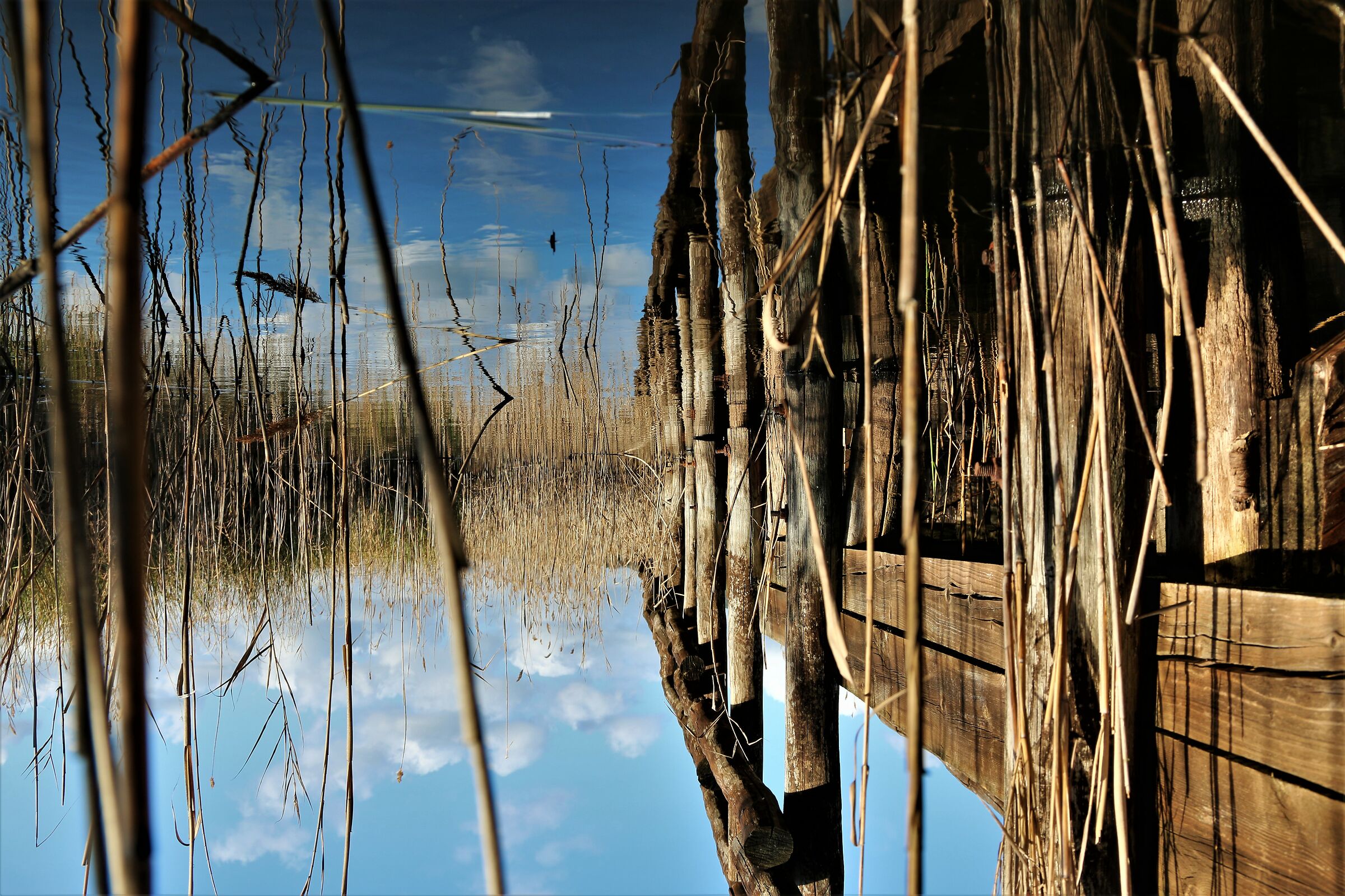 Riflesso nel  Lago di Massaciuccoli (Massa)
