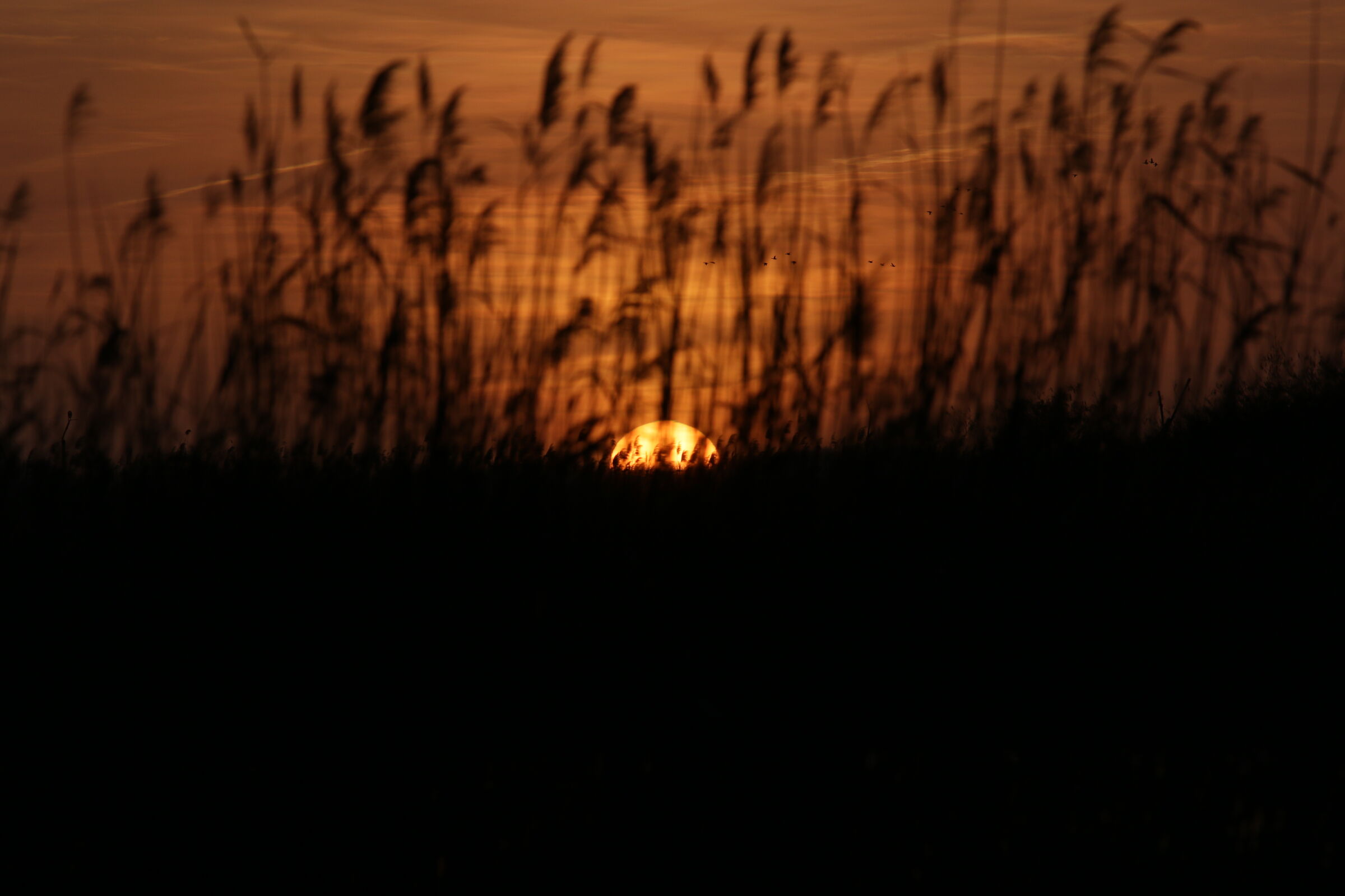 Tramonto nel grano Lago di Massaciuccoli