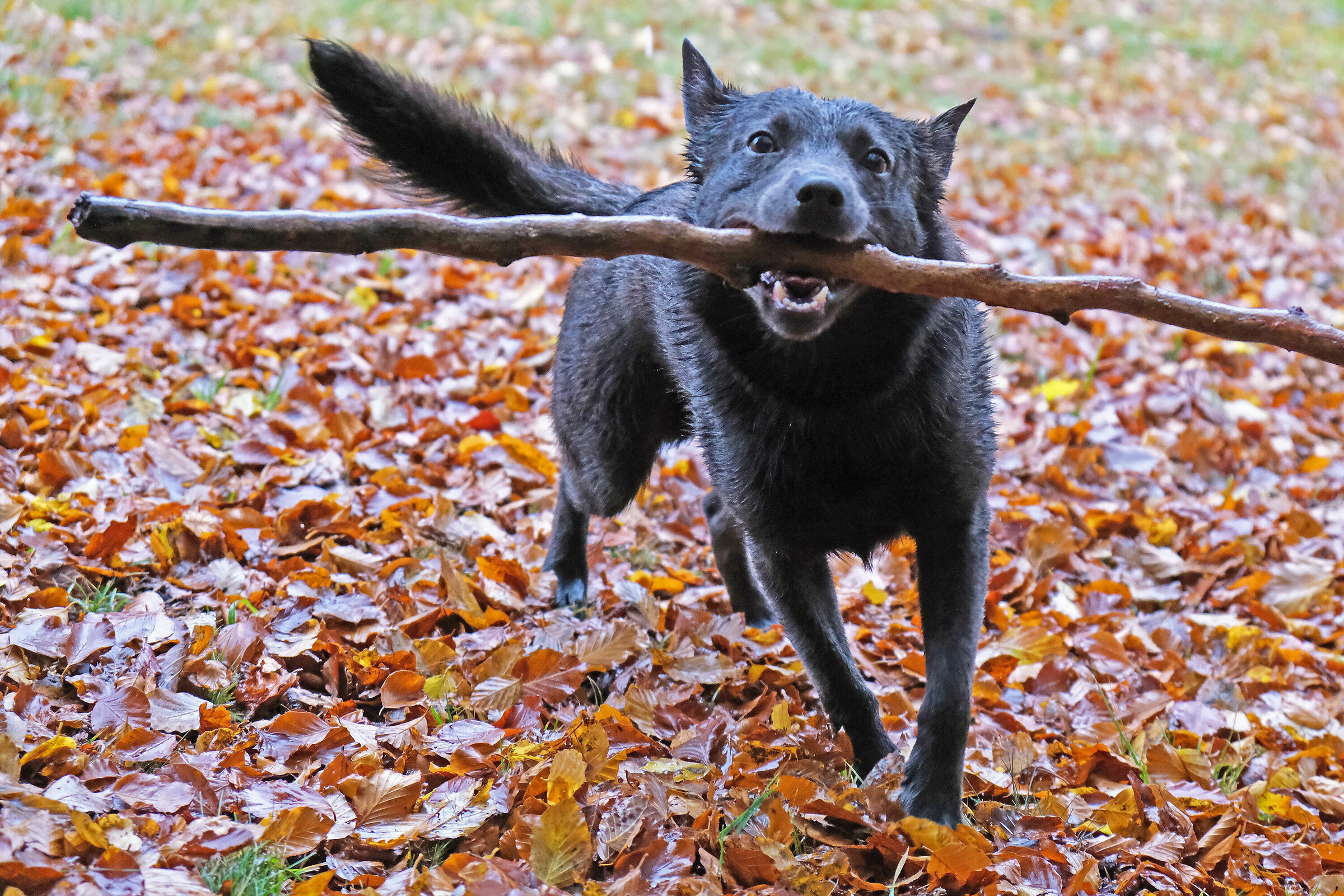 Australian kelpie
