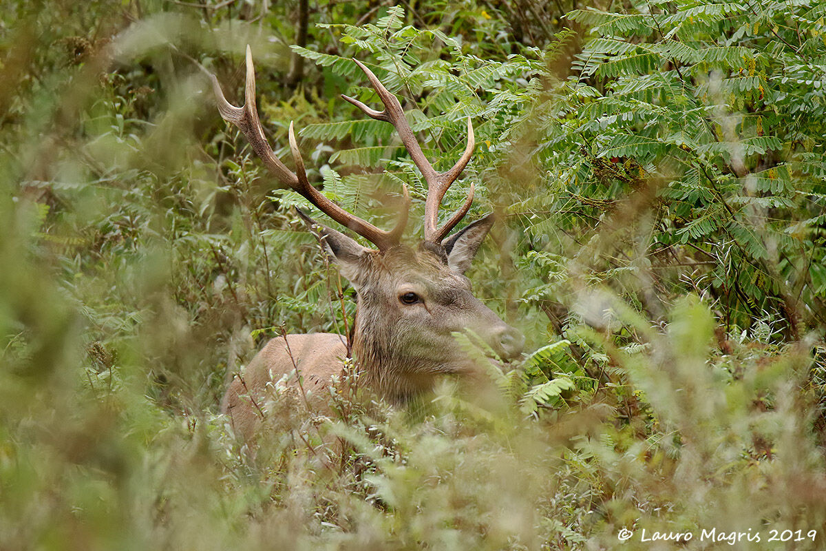 Stage in the middle of the bush