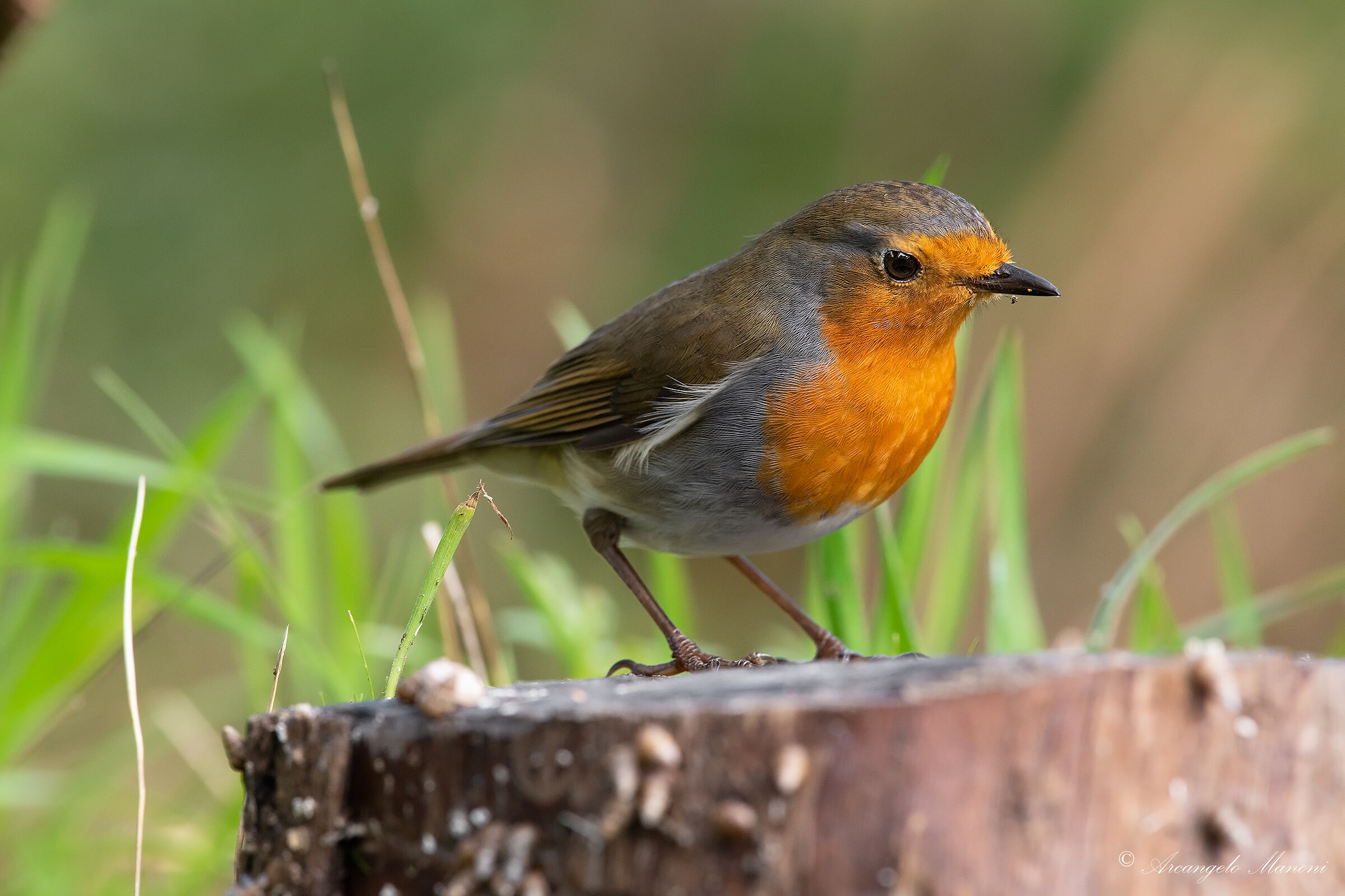 Pettirosso a km zero