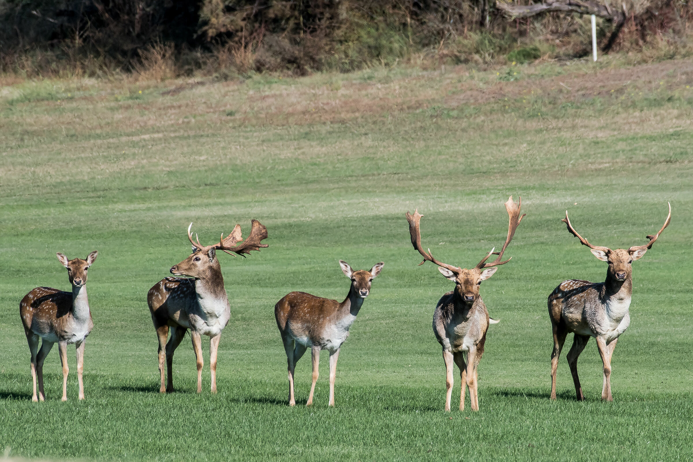 During the census of the daines in the island of Albarella