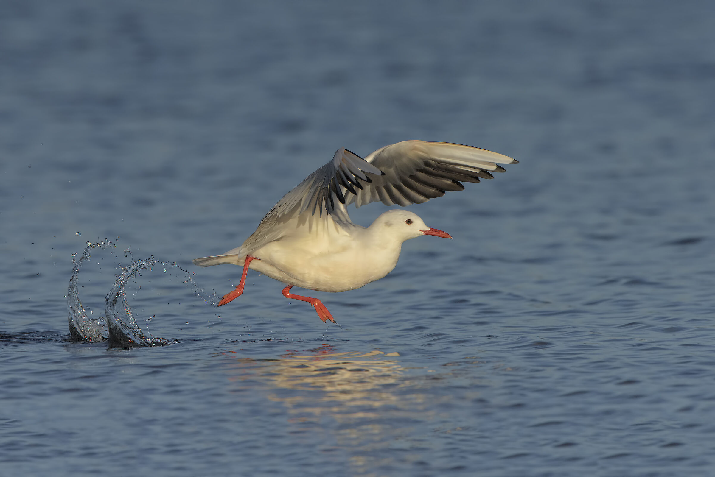 cloppete cloppete clop...