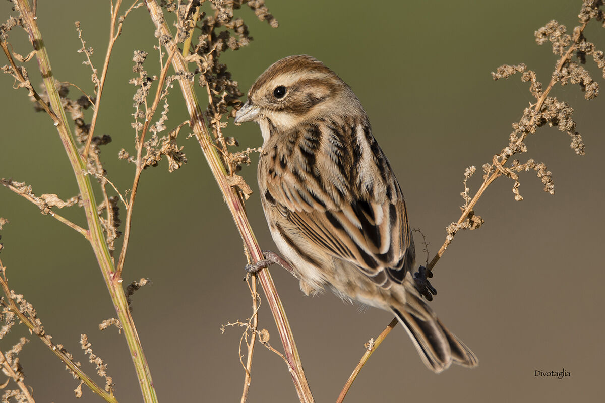 Migliarino di palude