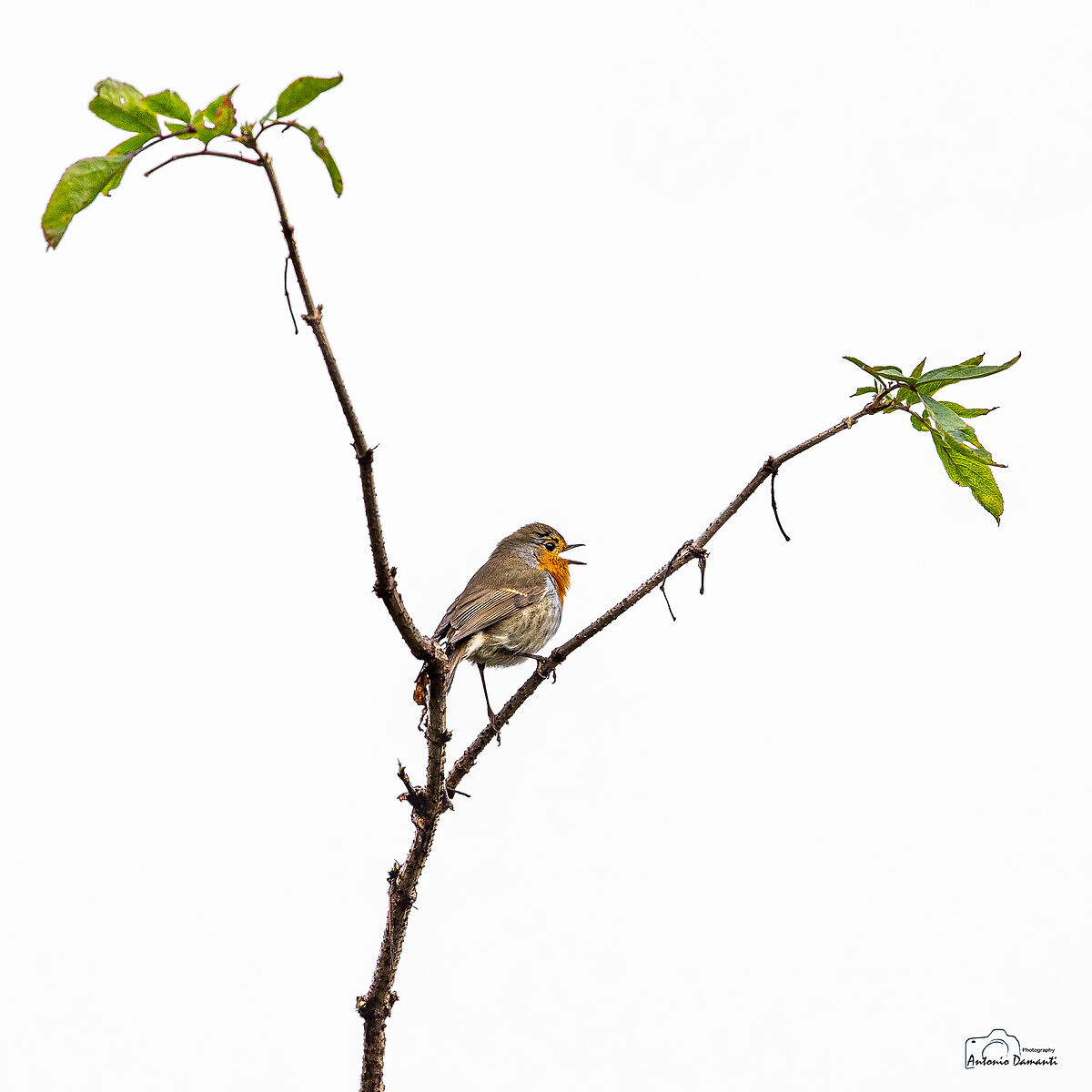 The open-billed robin