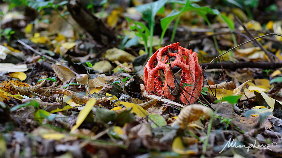 Clathrus Ruber
