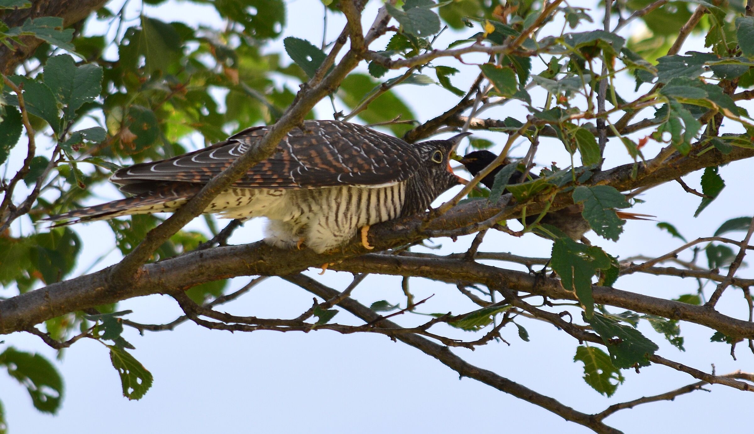 Little voracious father son