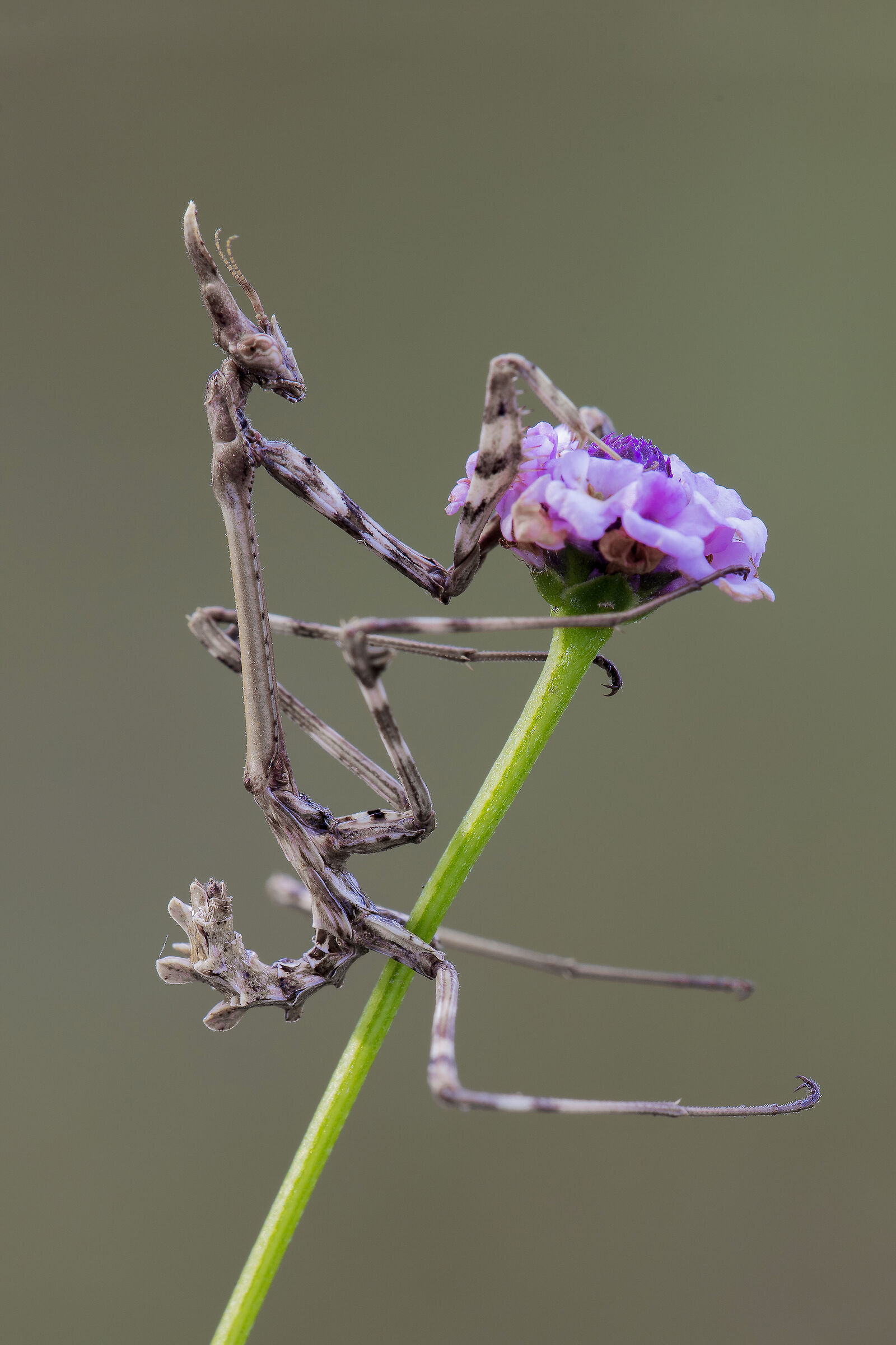 Empusa pennata
