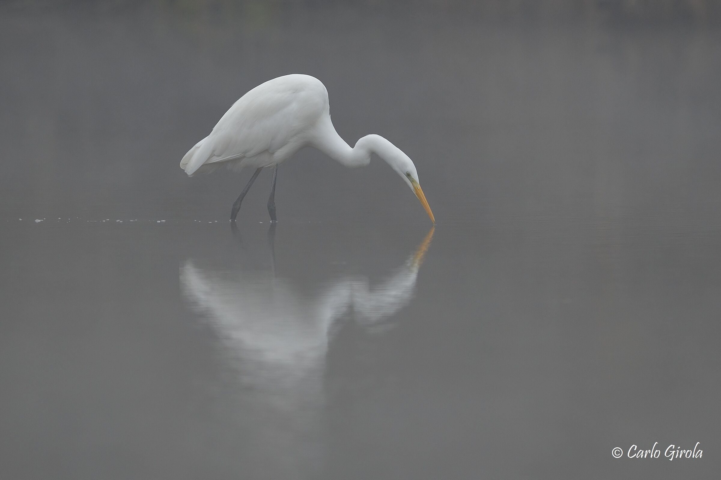 Airone bianco maggiore (Casmerodius albus)