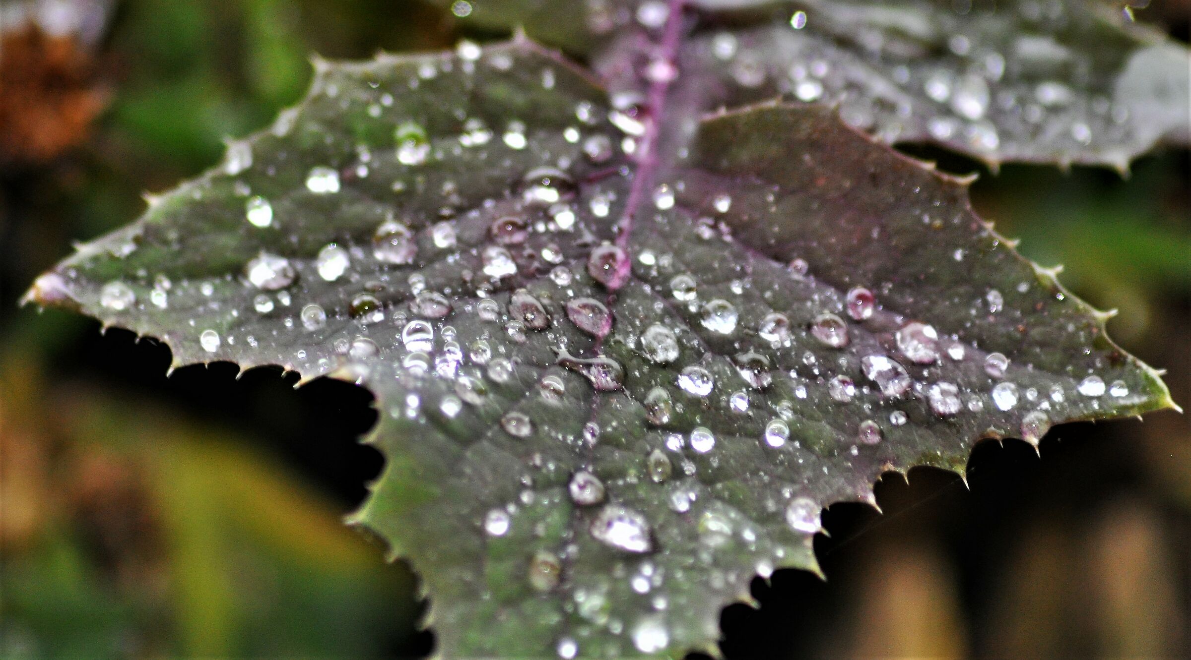 ...giornate di pioggia...