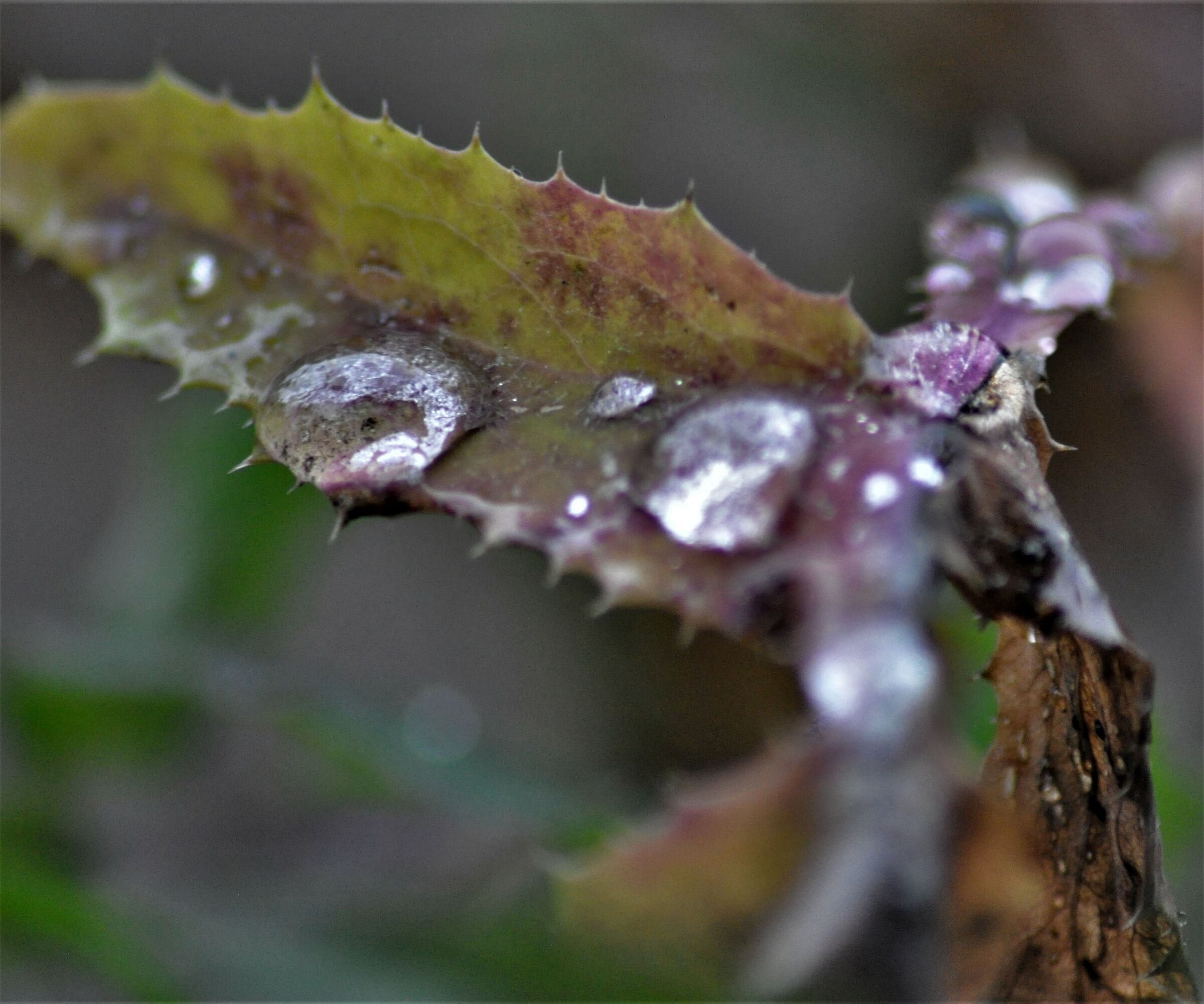 ..malinconico autunno...