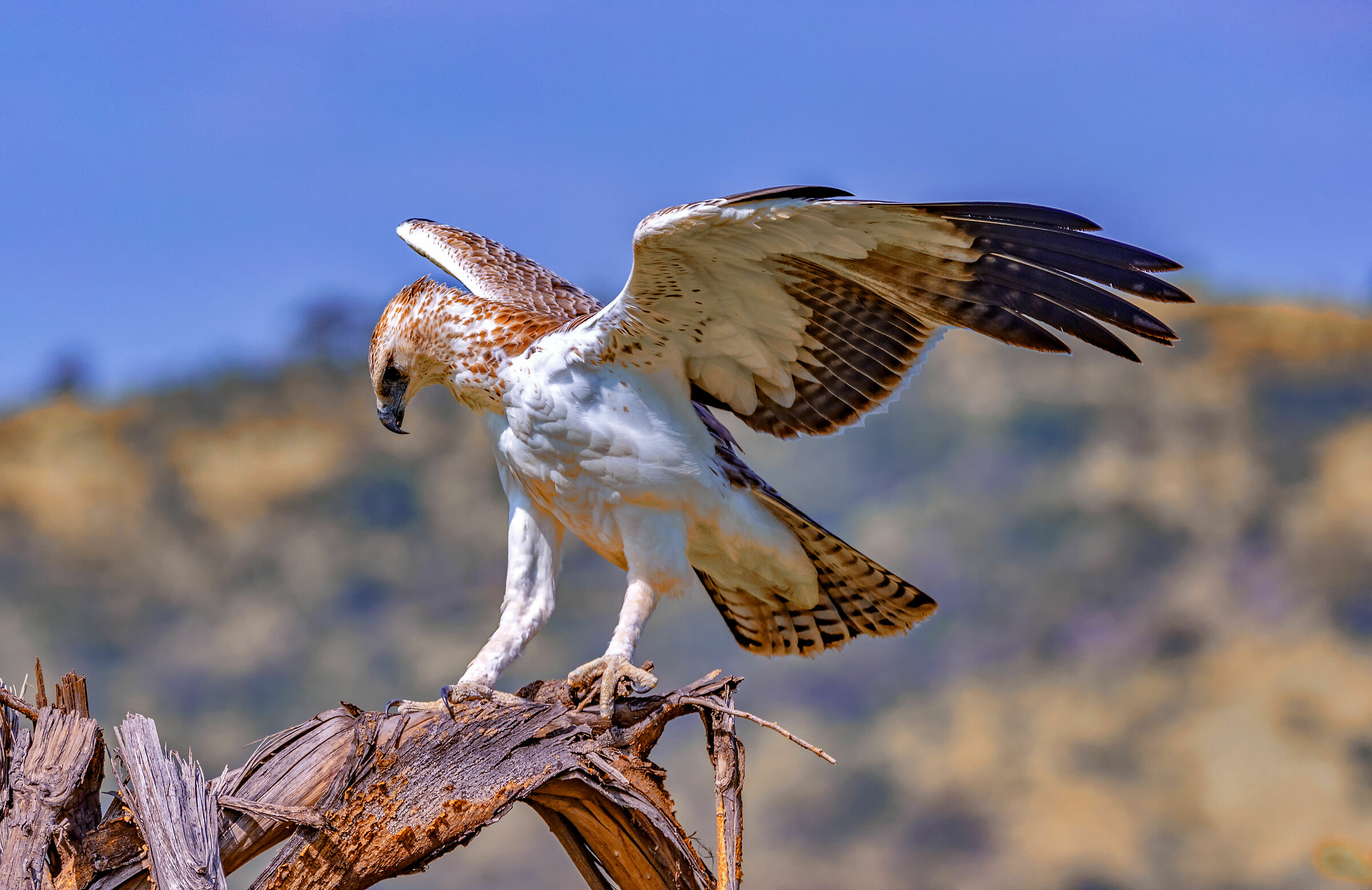 African Martial Eagle