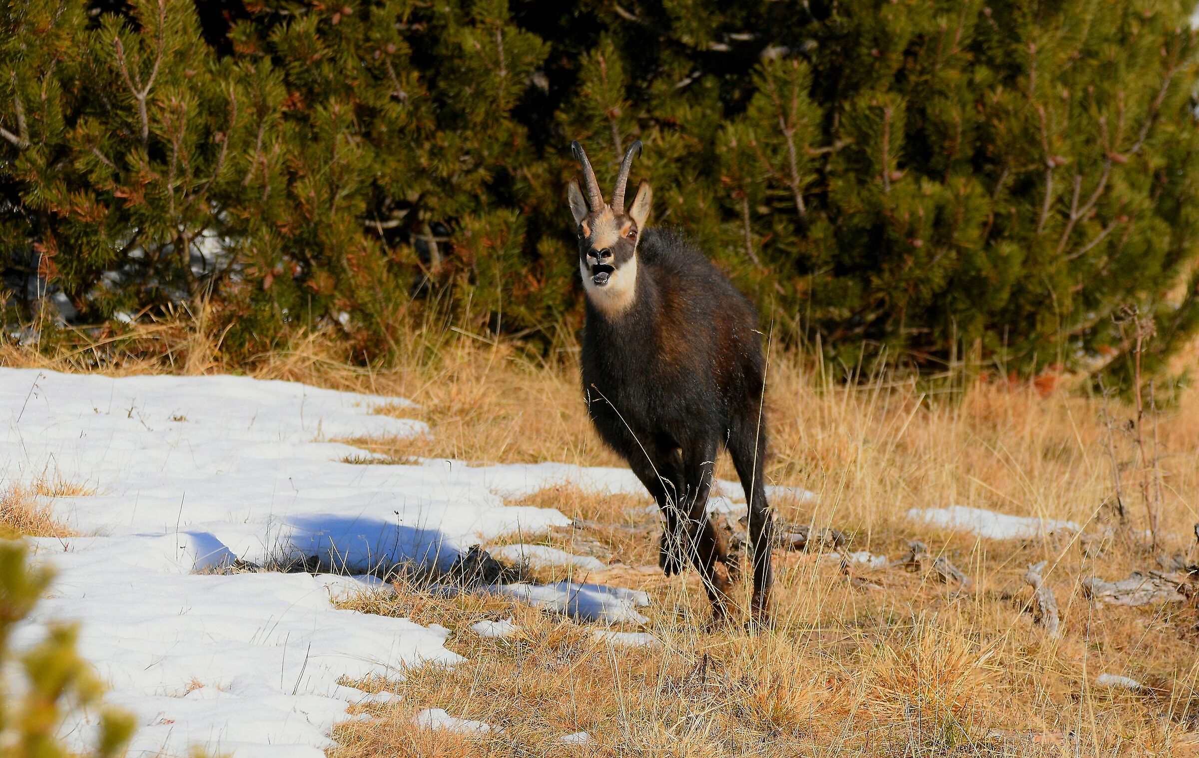 Alpine chamois