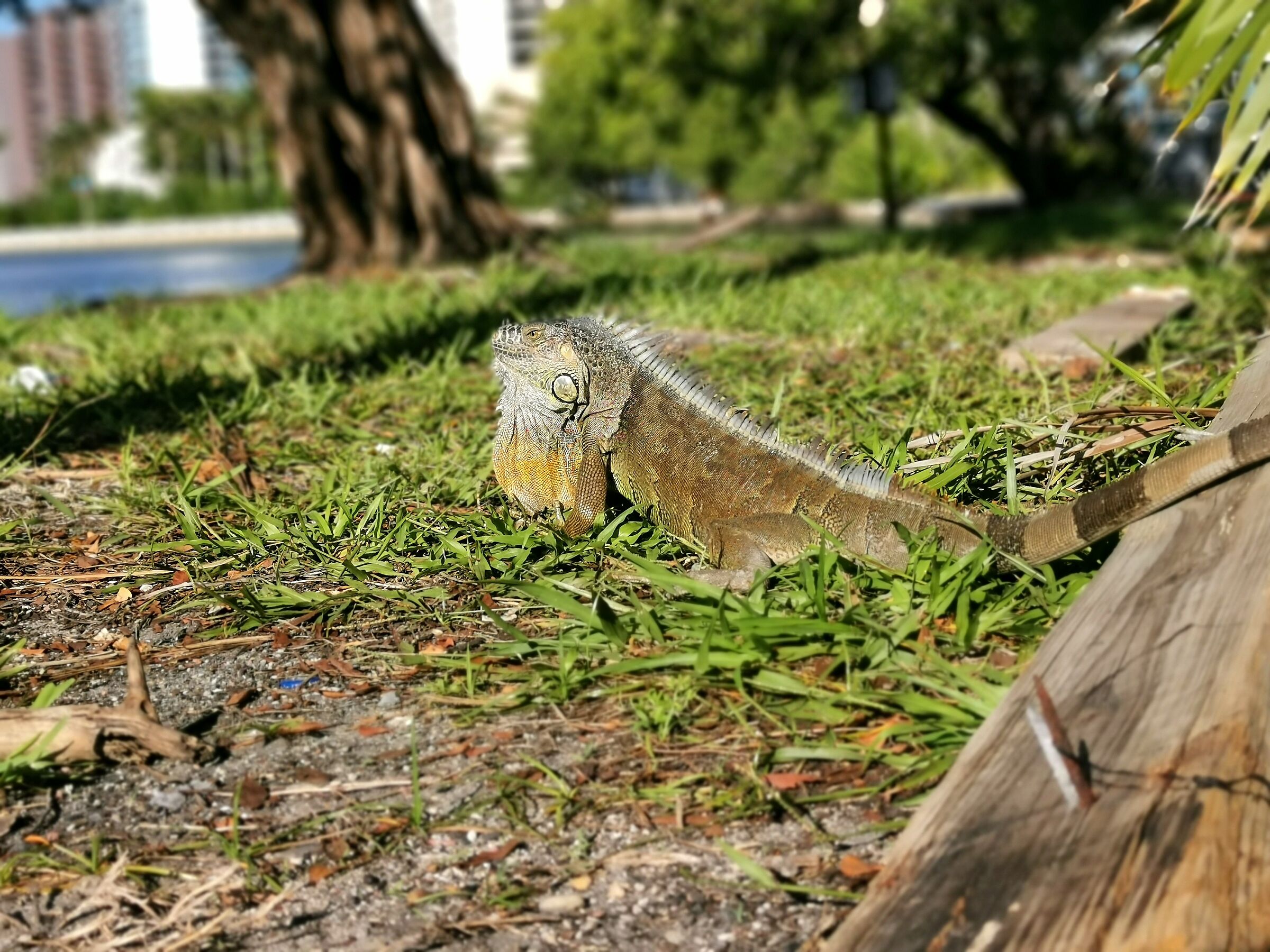 Indian creek drive Miami Beach