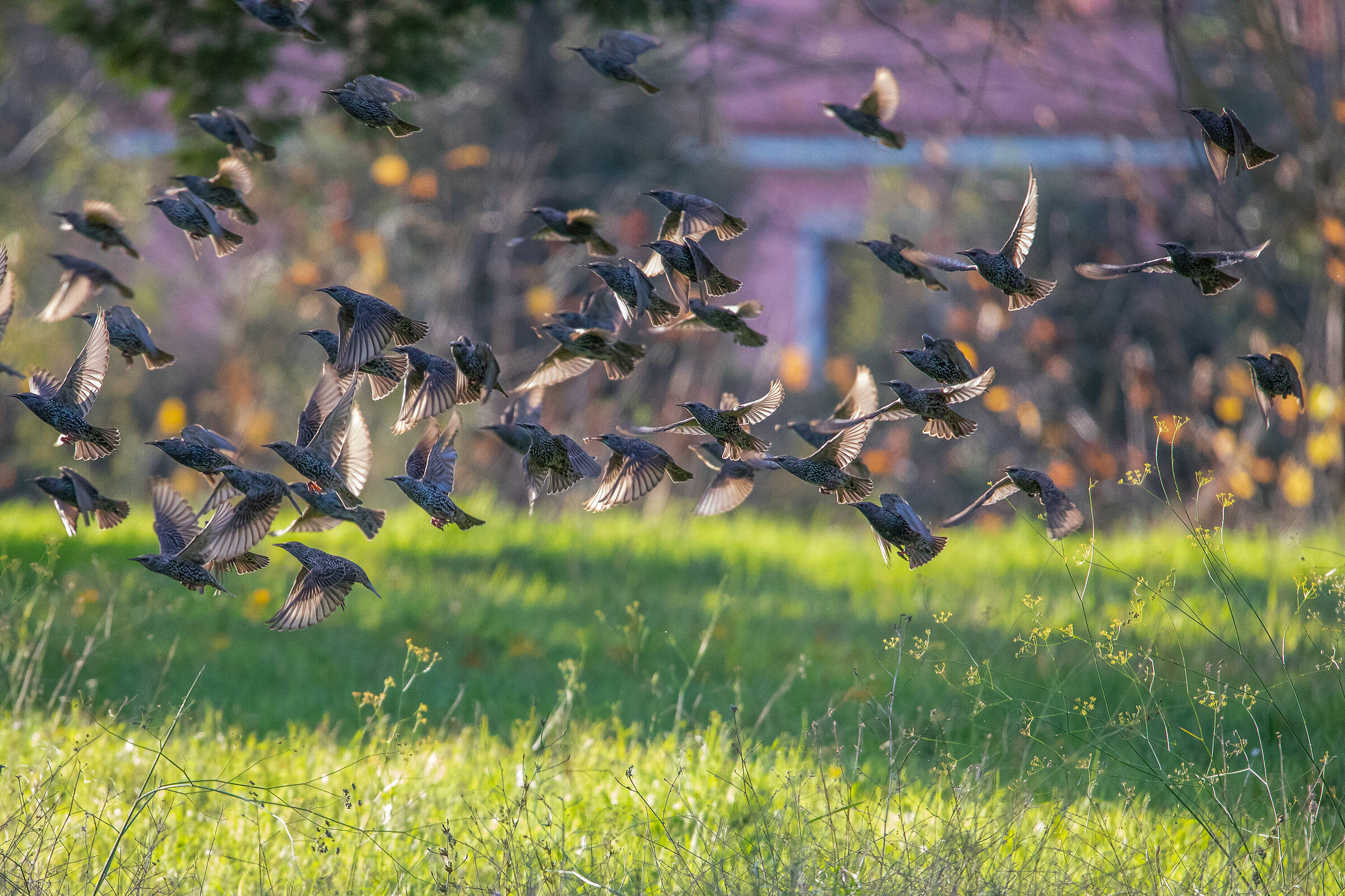 Storni in volo al tramonto