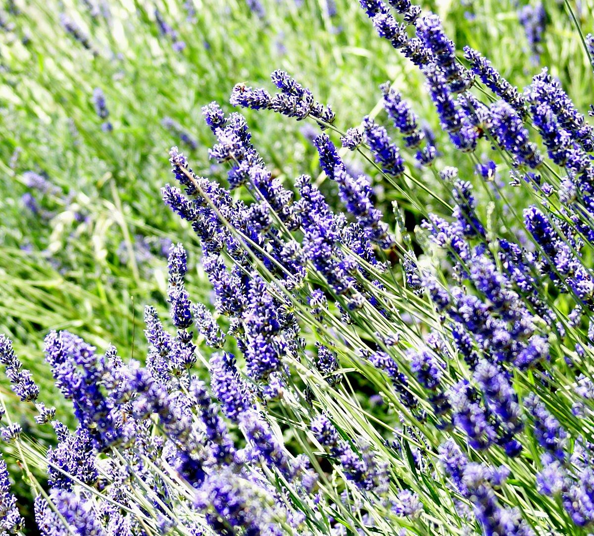 scent of lavender