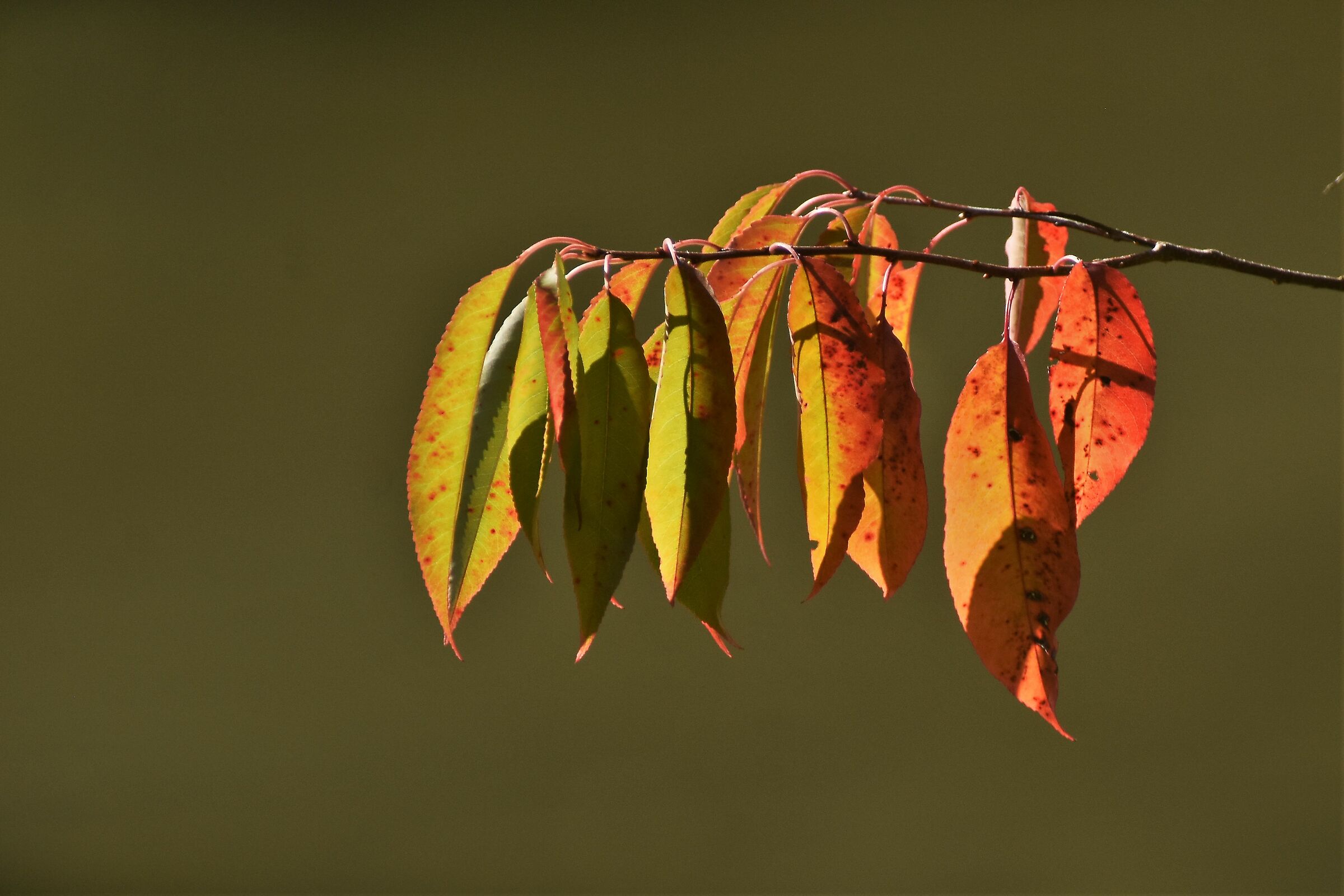 color variations in autumn