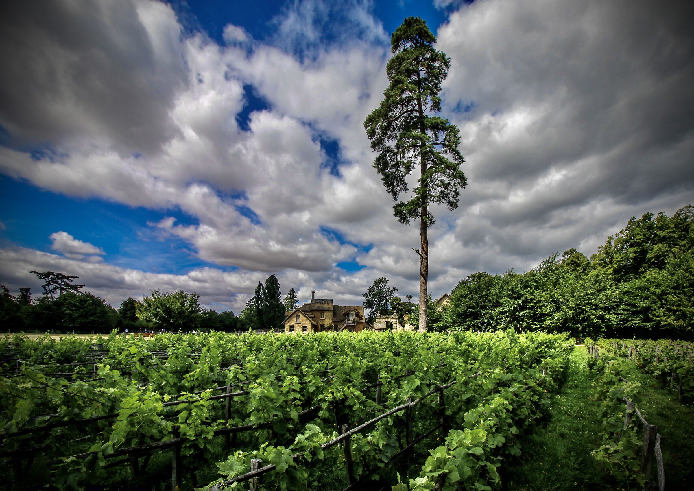 Versailles. I vigneti del Trianon.