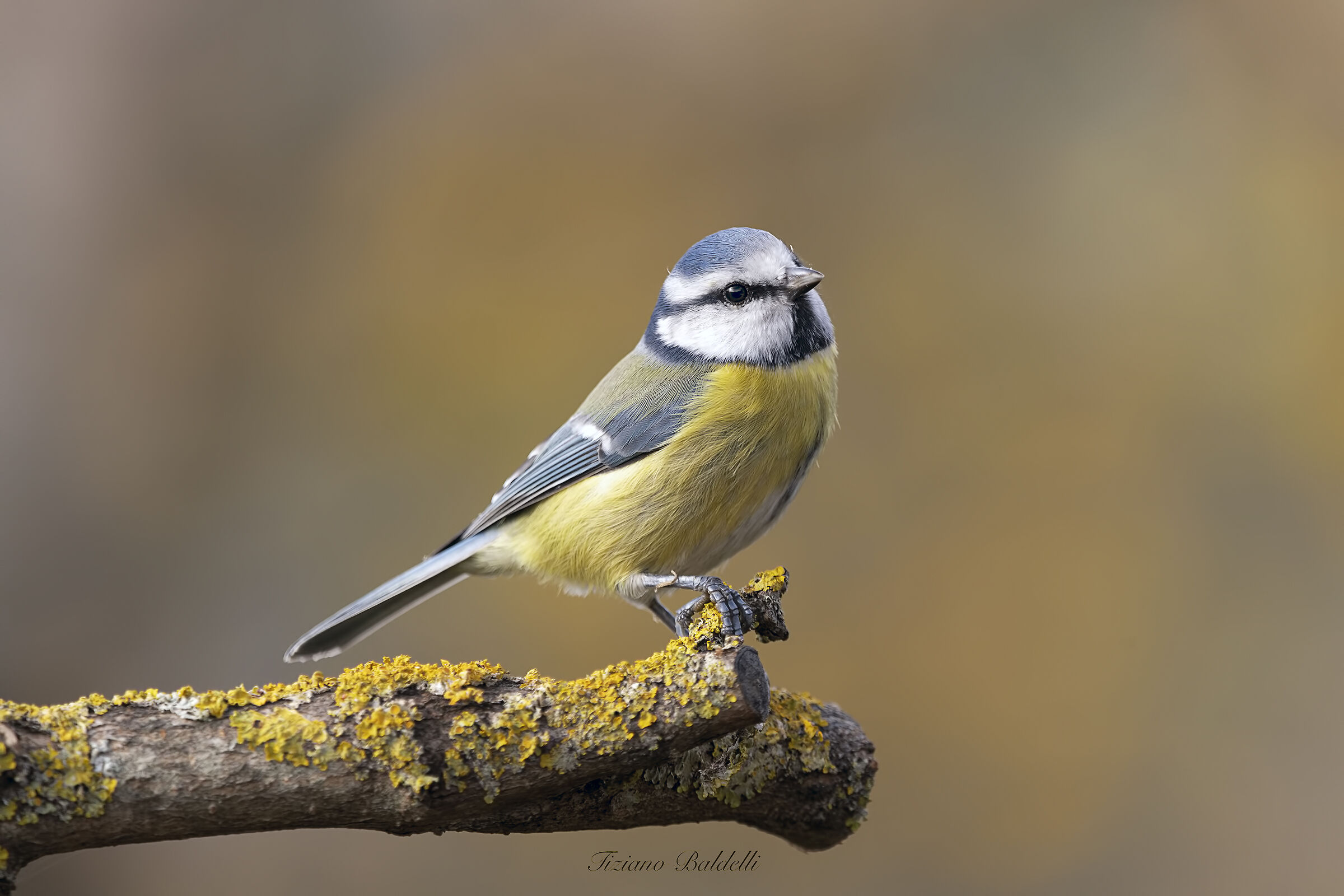 Cinciarella Vanitosa