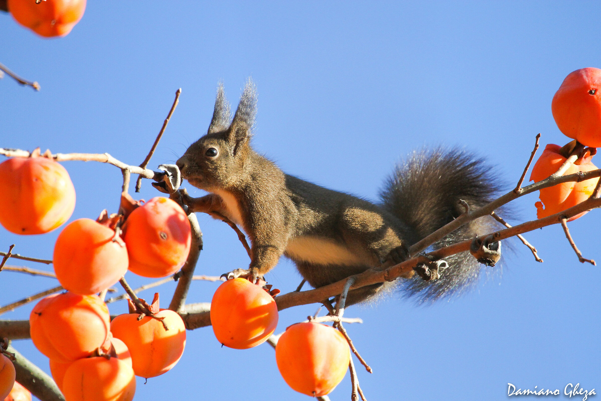 Greedy squirrel