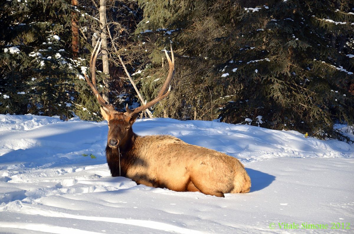 Canyon Jasper Park 6