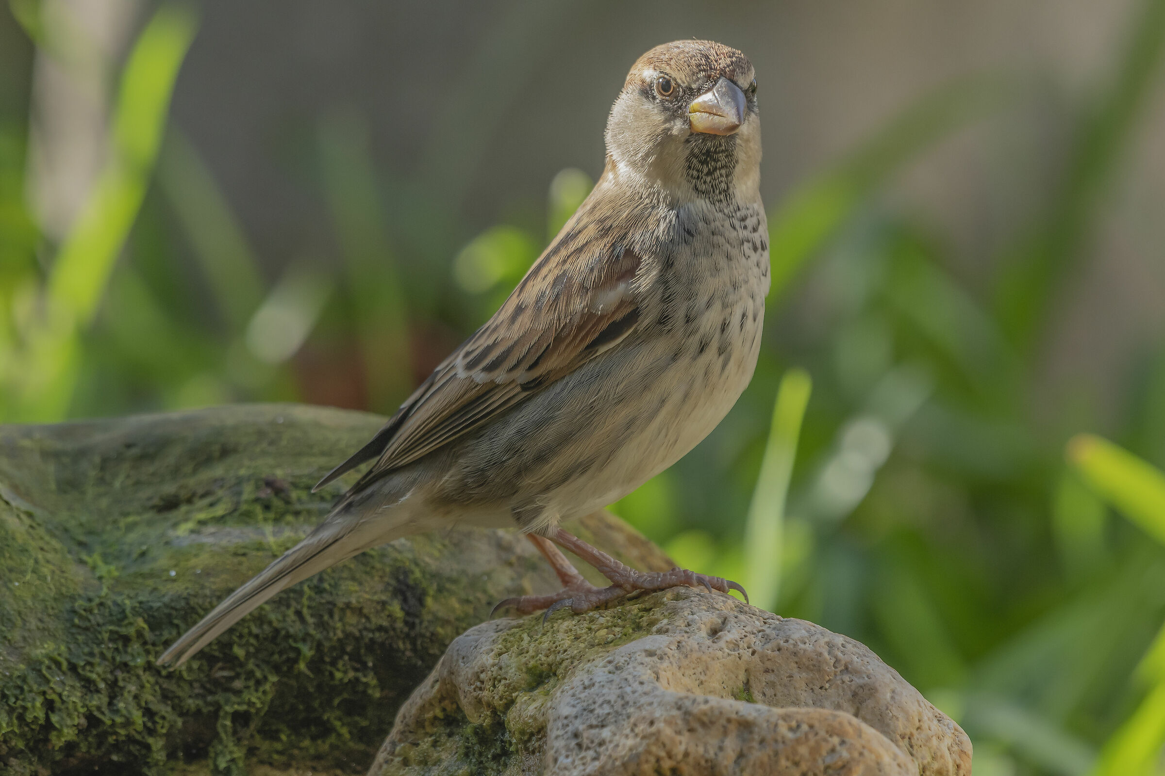 Sparrow D' Italy male