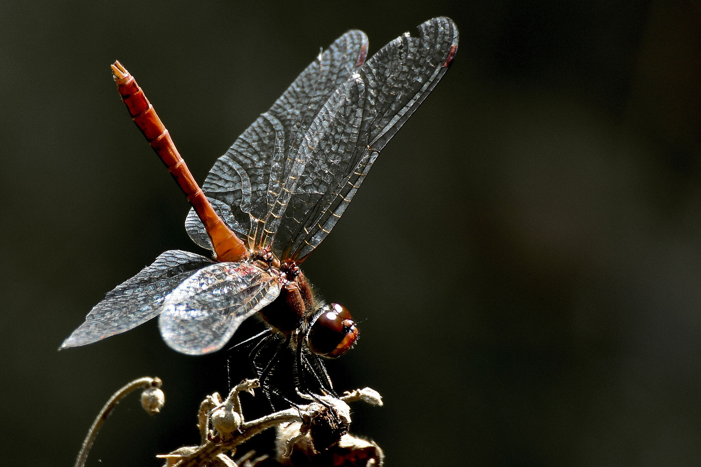 libellula
