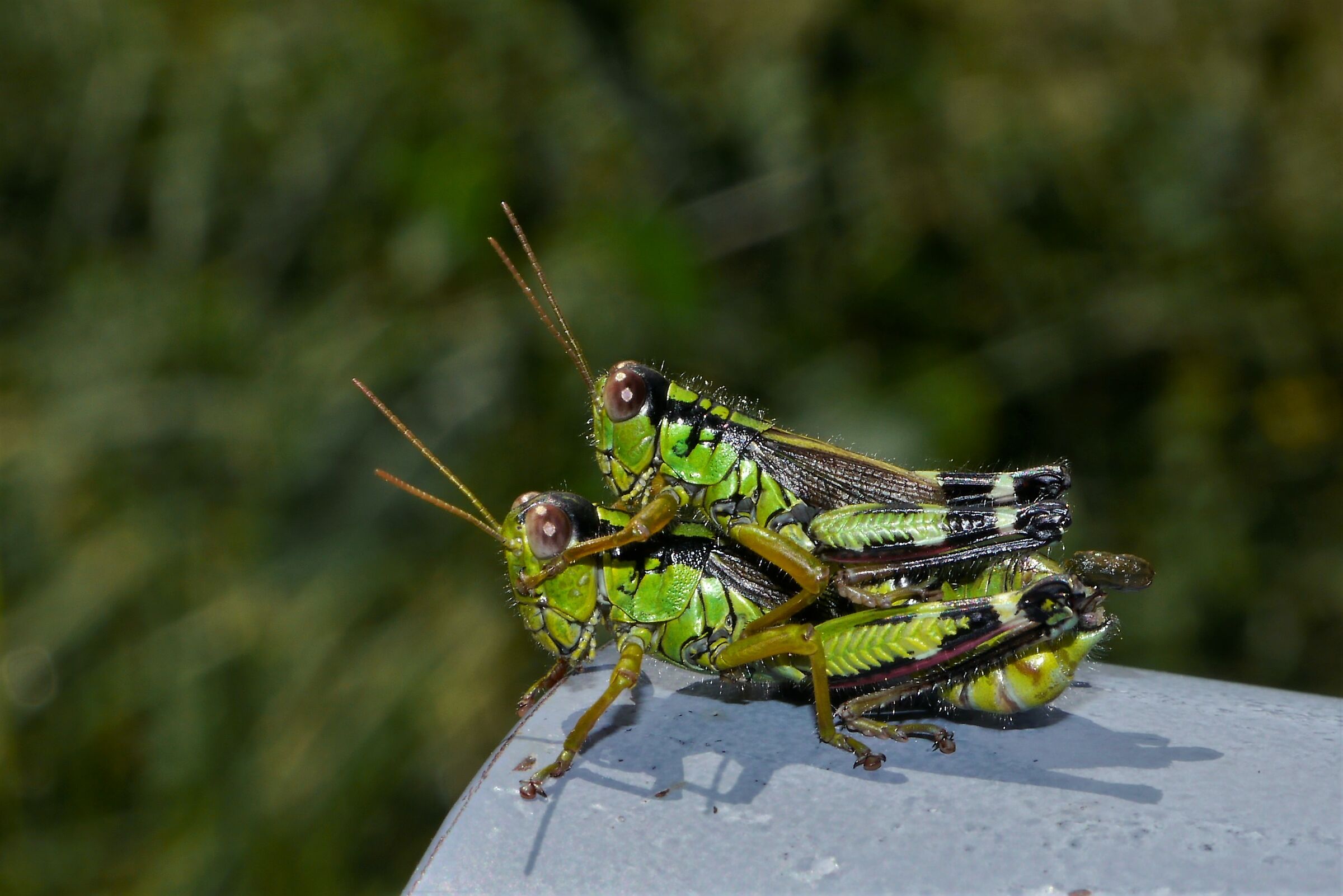 giocando alla cavalleta