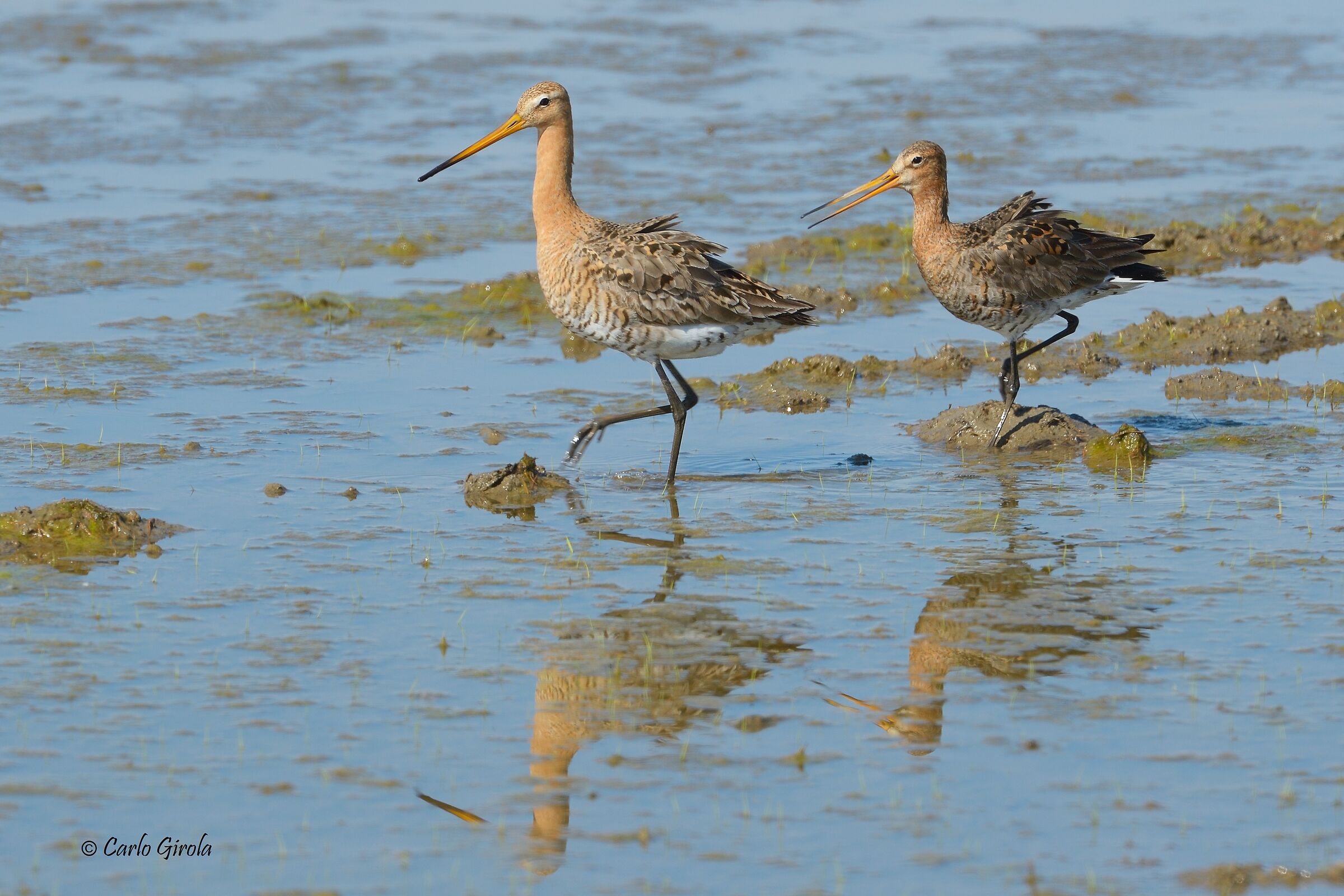 Pittima reale (Limosa limosa)