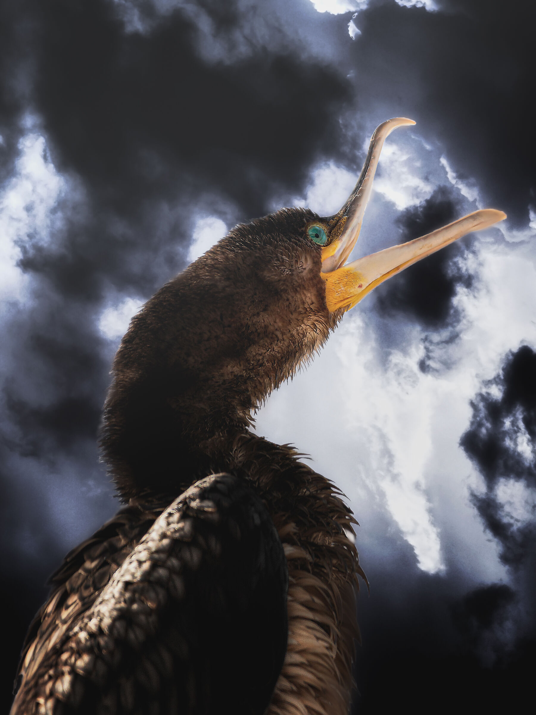 Cormorant and storm clouds