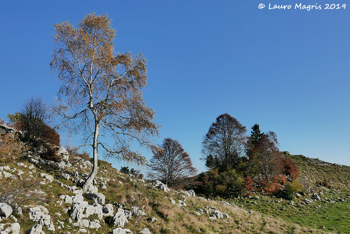 Stones and trees
