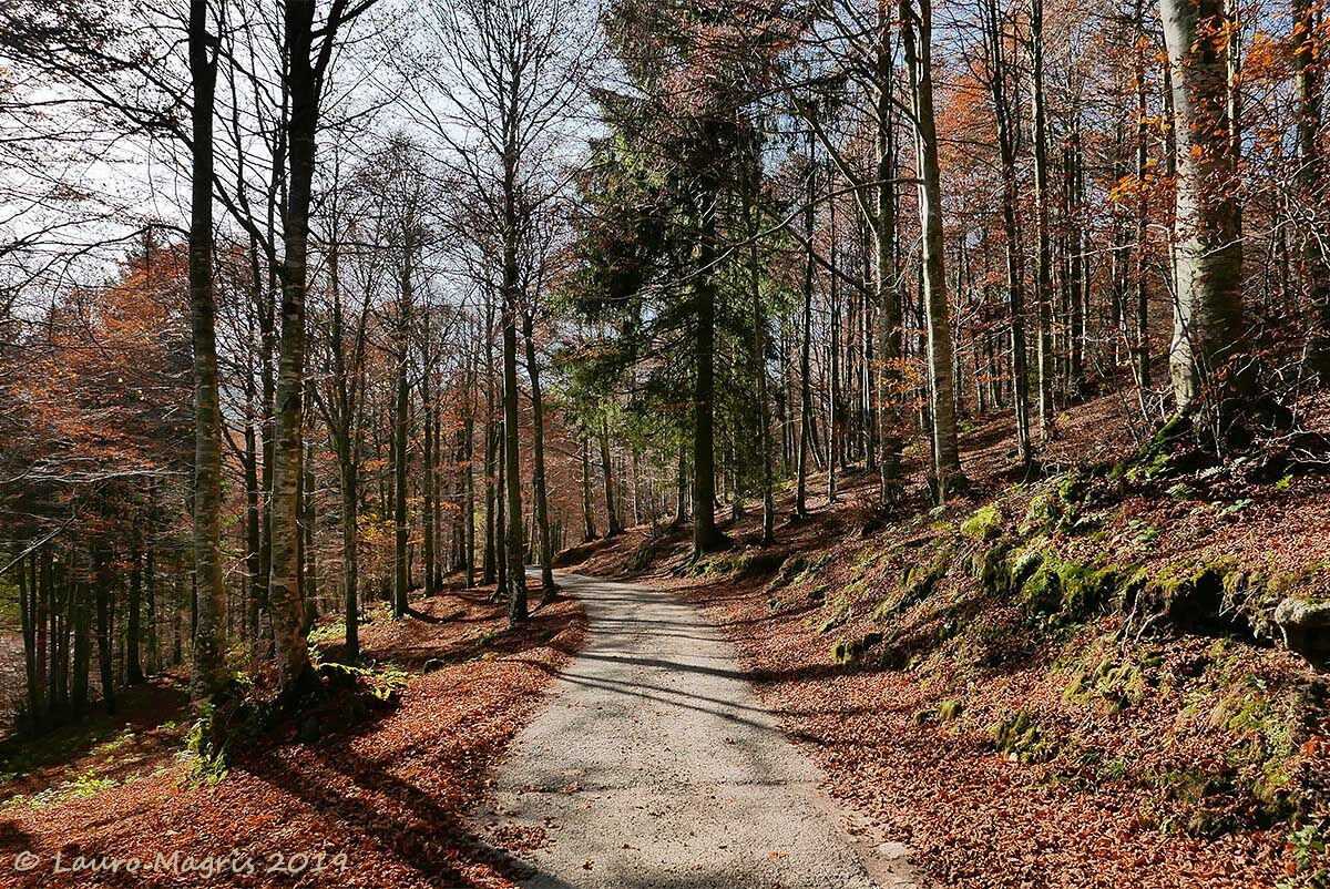 Road among the last colors