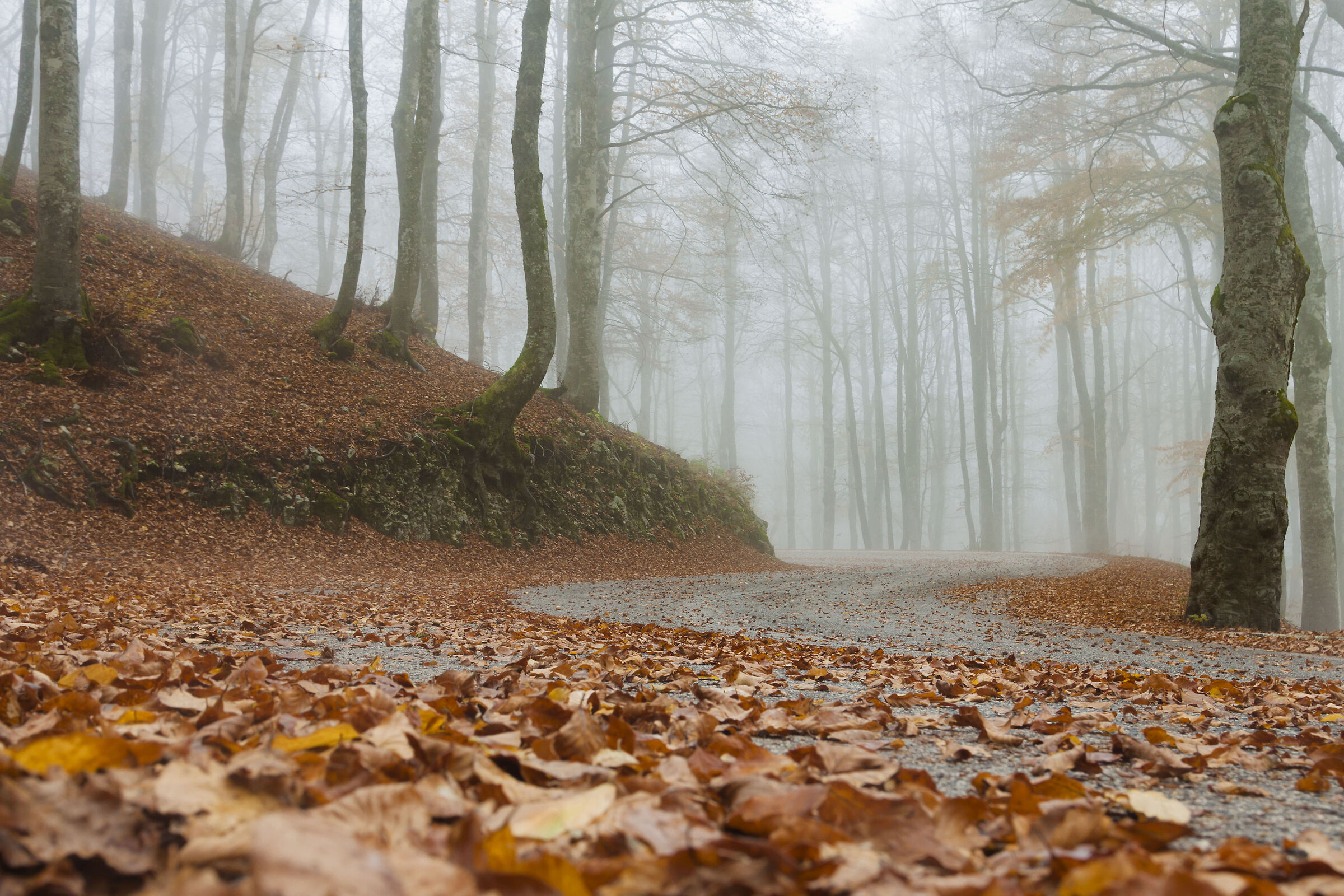 Nebbia d'autunno