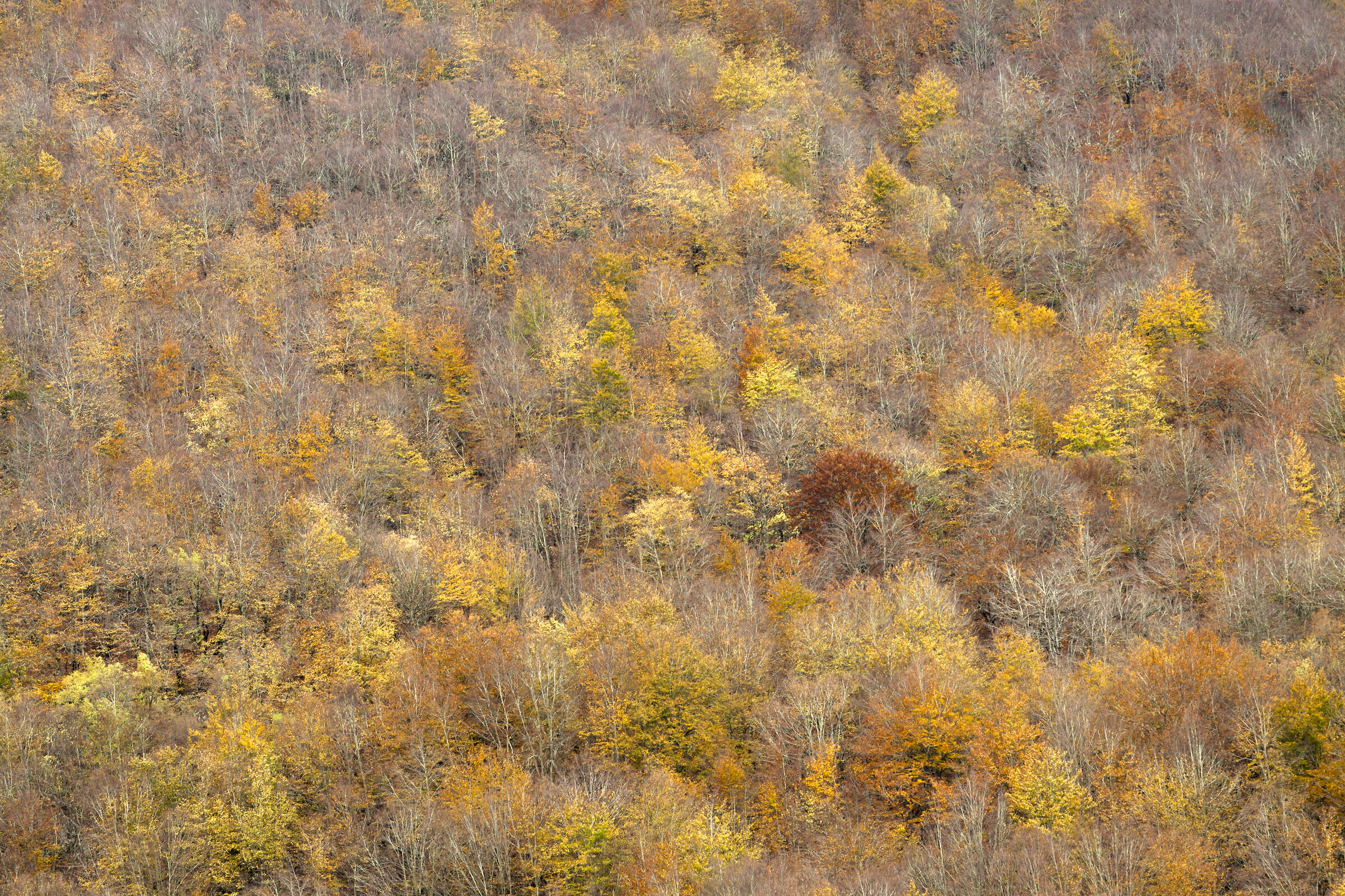colori d'autunno