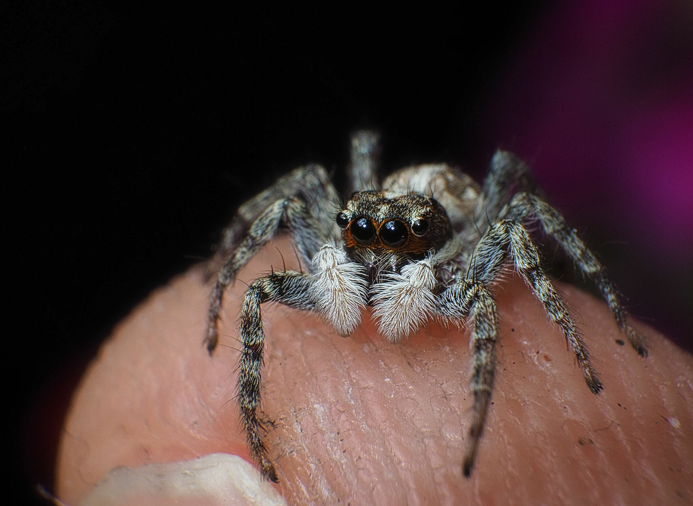 Salticidae