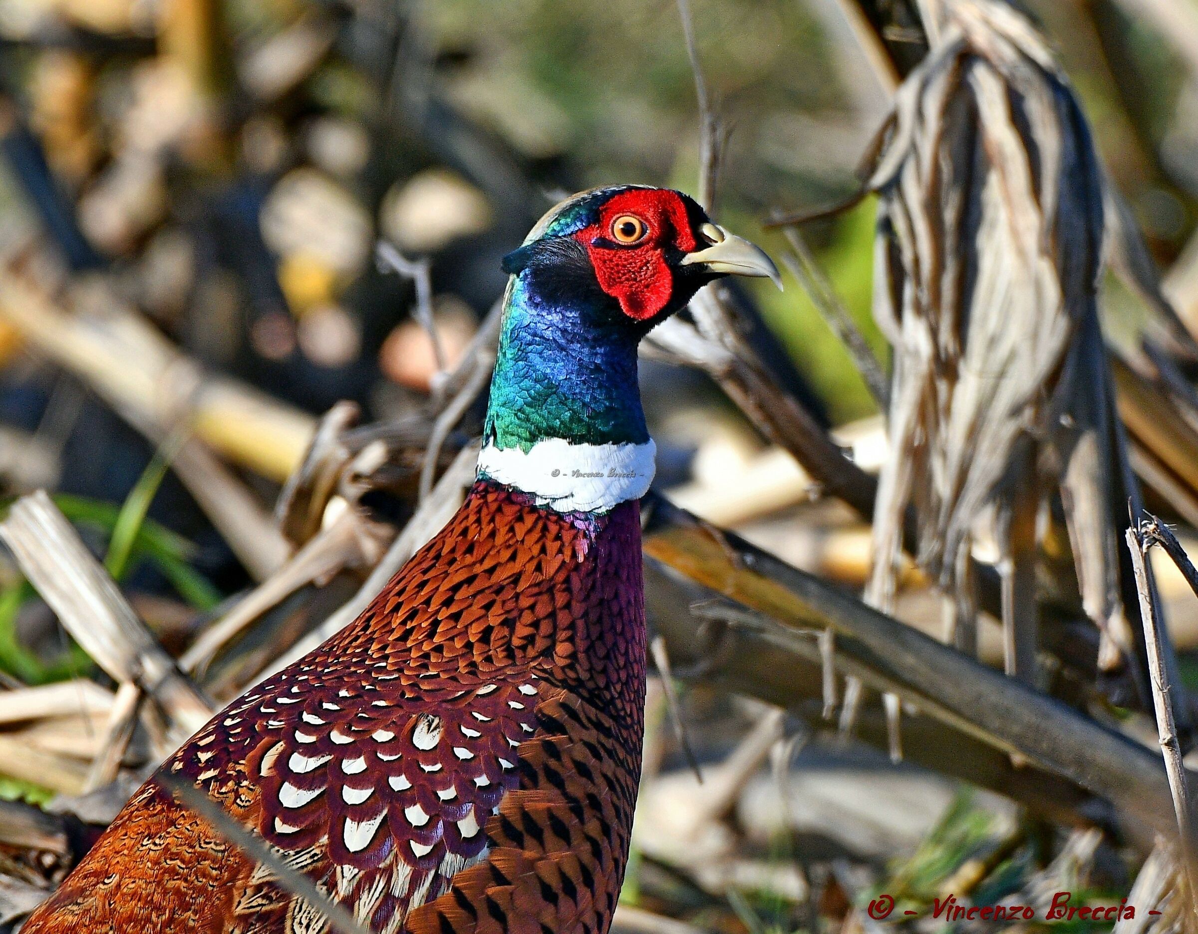Vagabondando  tra le residue pannocchie