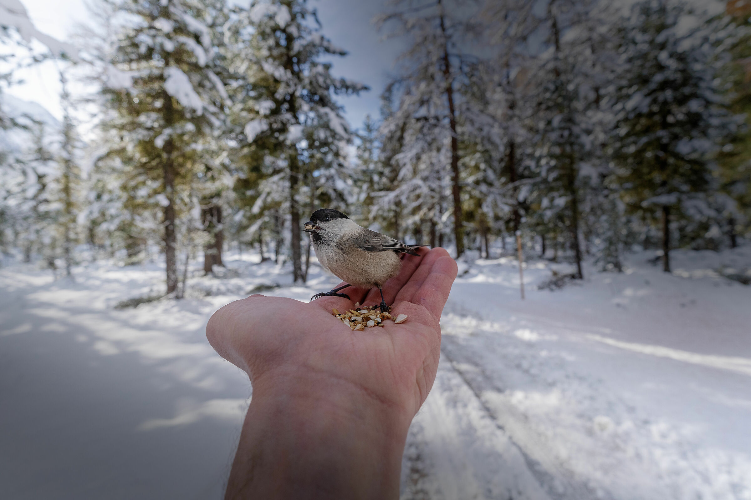 Cincia bigia alpestre