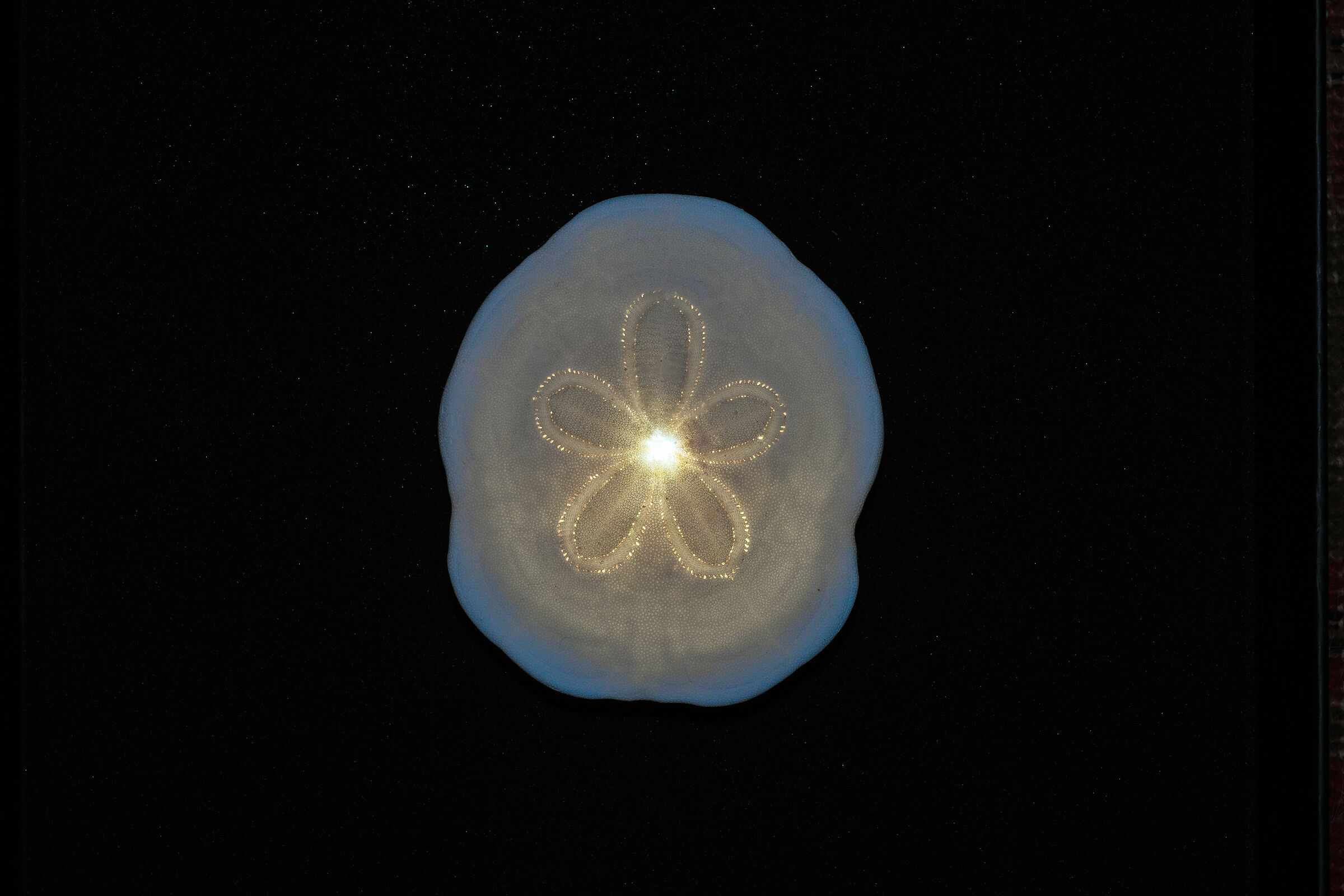 Clypeaster, Clypeaster, Clypeaster